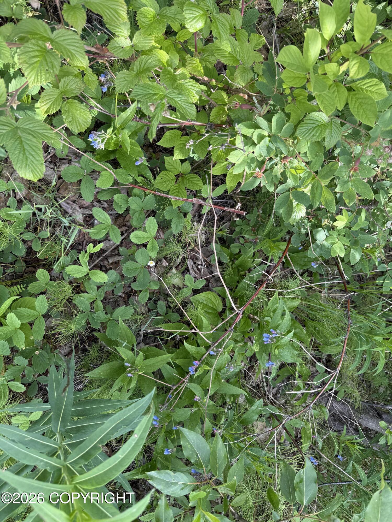 5855 Gold Rush Trail Property Photo 21