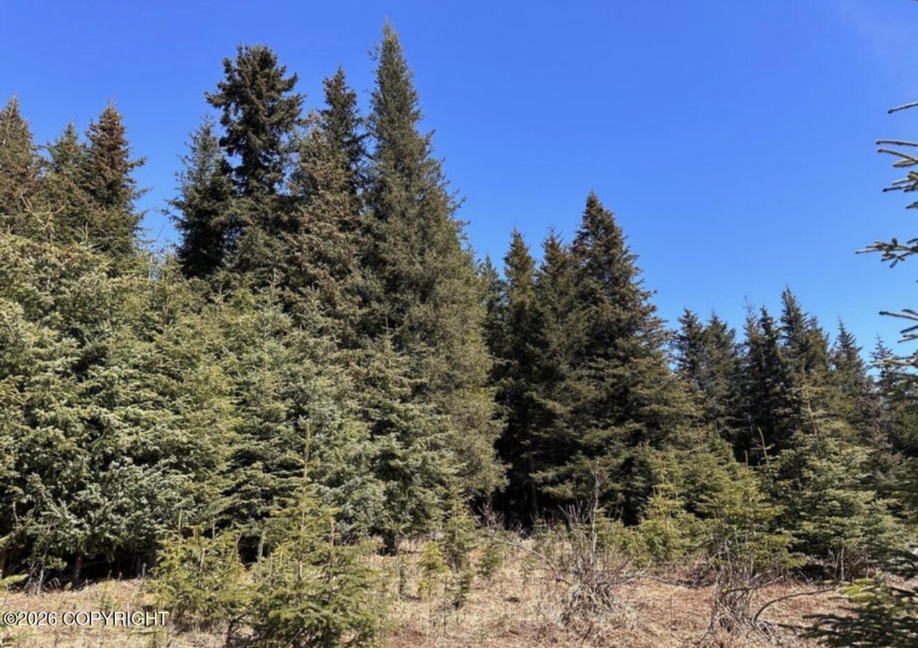 000 Twitter Creek Lane Property Photo 10