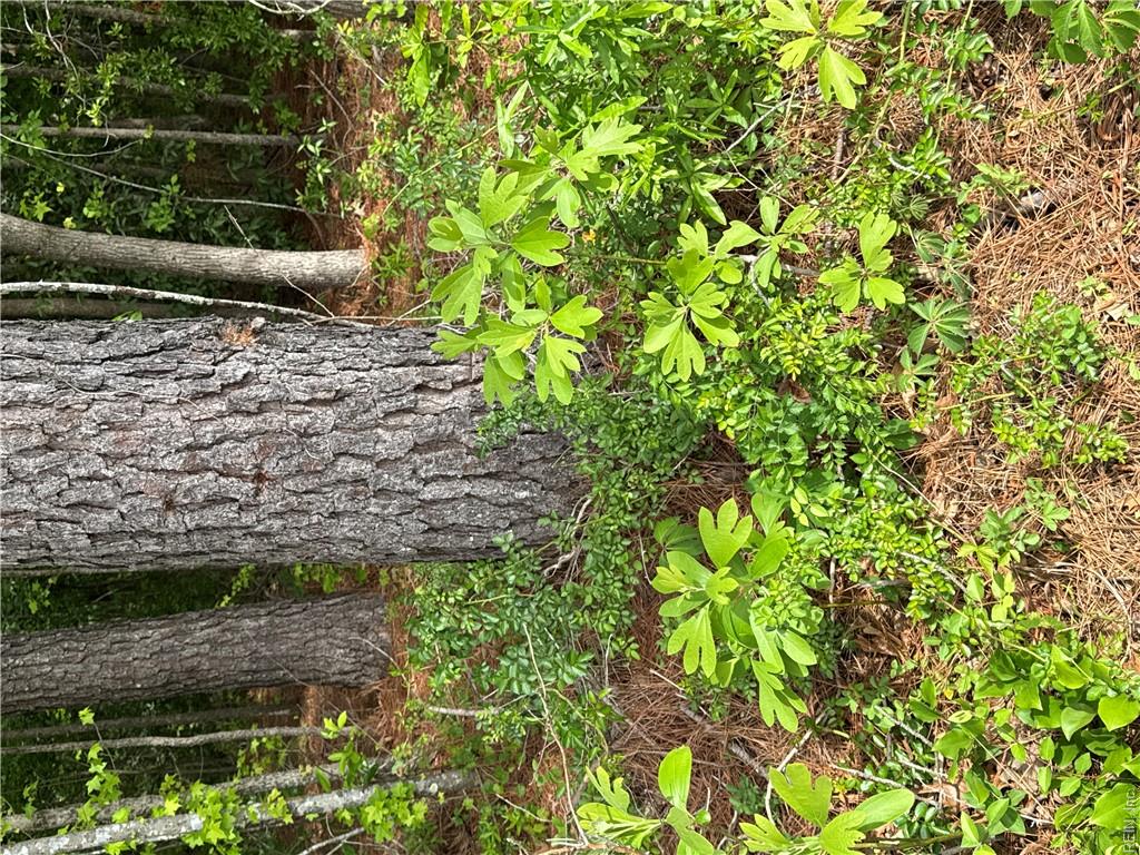 4.51ac Hog Island Rd Property Photo 38