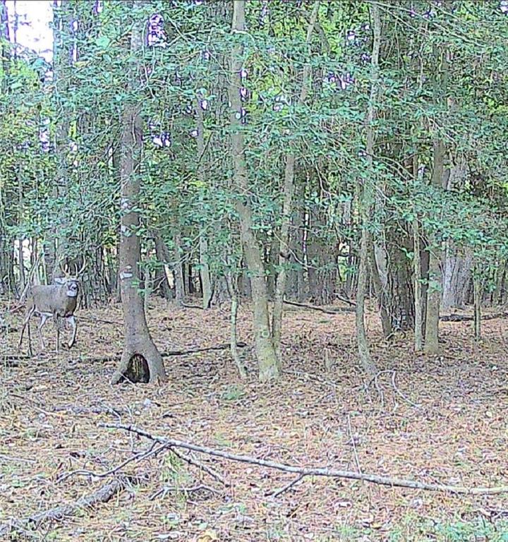 10+ac Groton Tract A Woods Property Photo 4