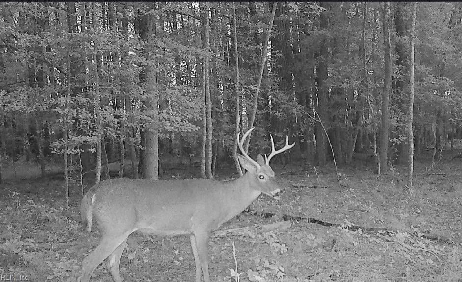 10+ac Groton Tract A Woods Property Photo 5