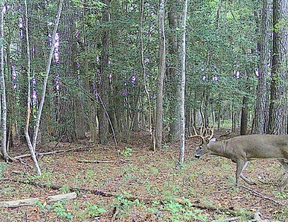 10+ac Groton Tract A Woods Property Photo 6