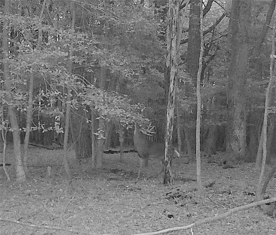 10+ac Groton Tract A Woods Property Photo 8