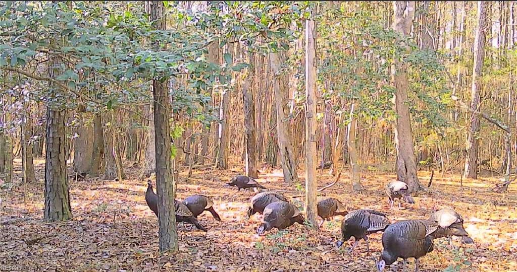 10+ac Groton Tract A Woods Property Photo 9