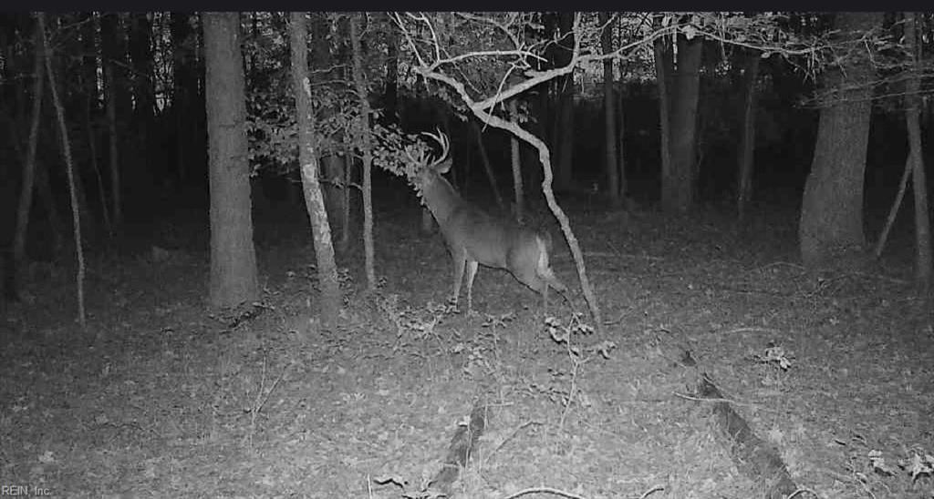 10+ac Groton Tract A Woods Property Photo 11