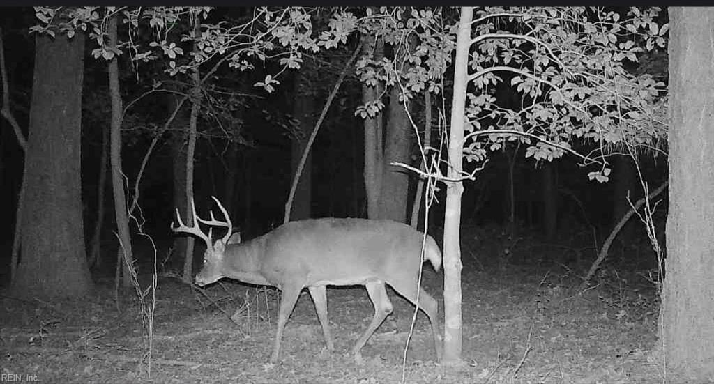 10+ac Groton Tract A Woods Property Photo 12