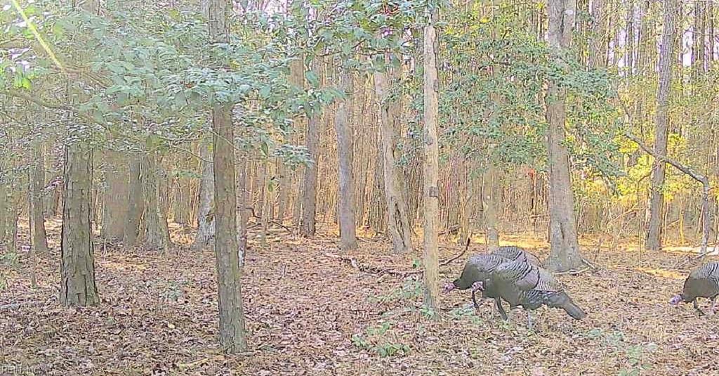 10+ac Groton Tract A Woods Property Photo 14