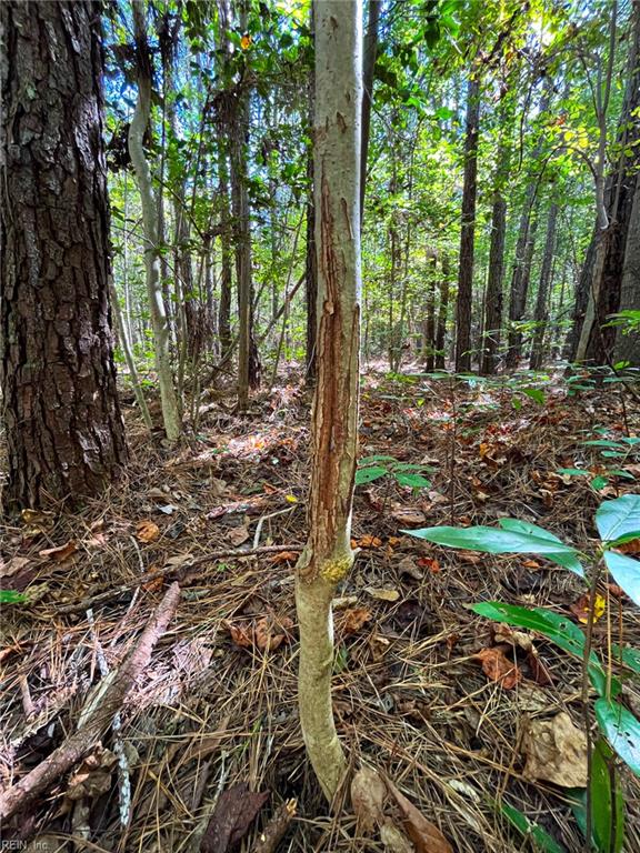 15 Acres Cypress Chapel Rd Property Photo 9