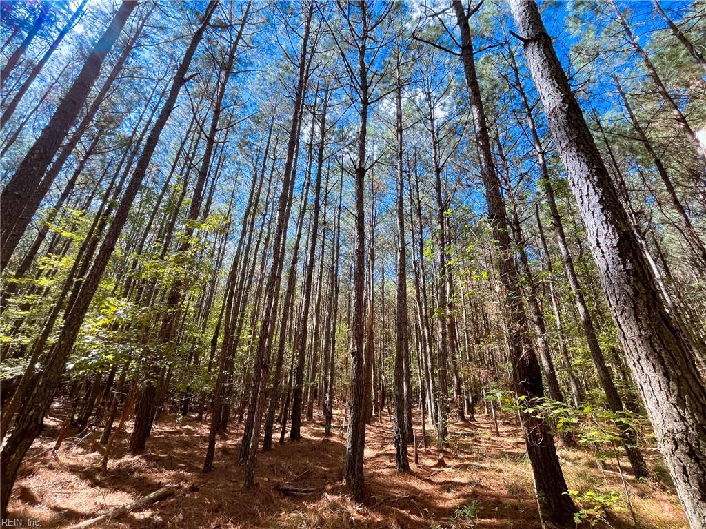15 Acres Cypress Chapel Rd Property Photo 19