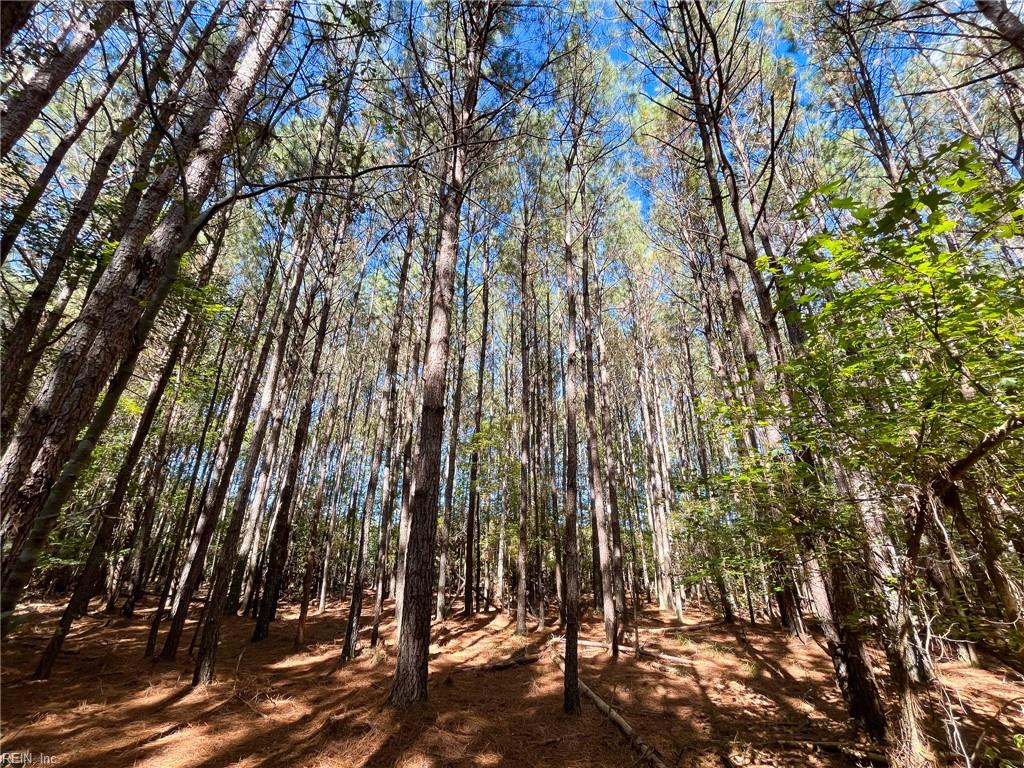 15 Acres Cypress Chapel Rd Property Photo 21