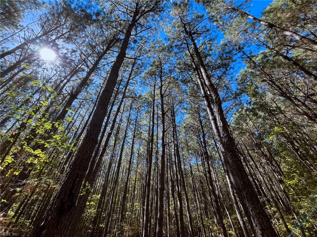 15 Acres Cypress Chapel Rd Property Photo 26