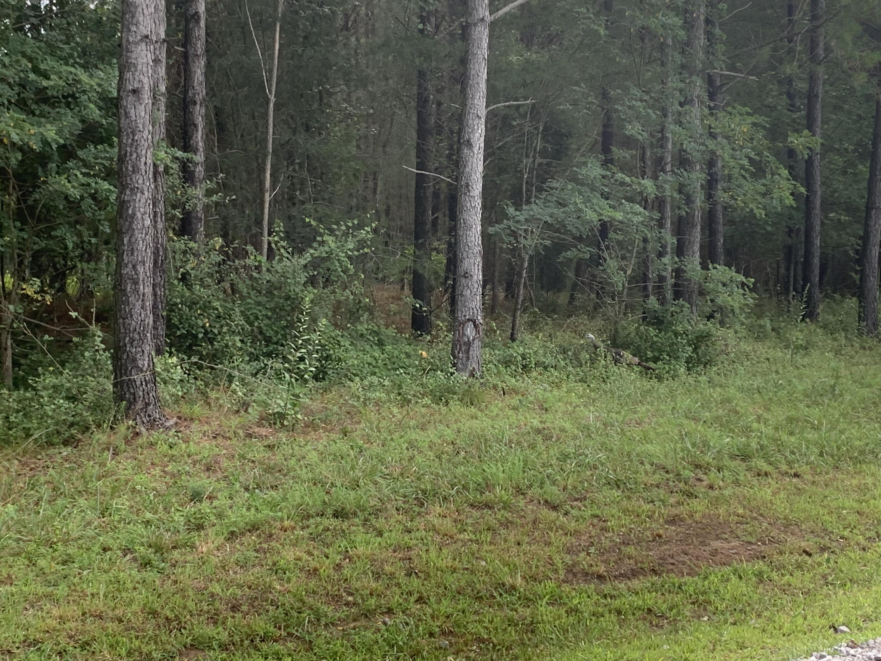 4910 Raulston Falls Road Property Photo 11