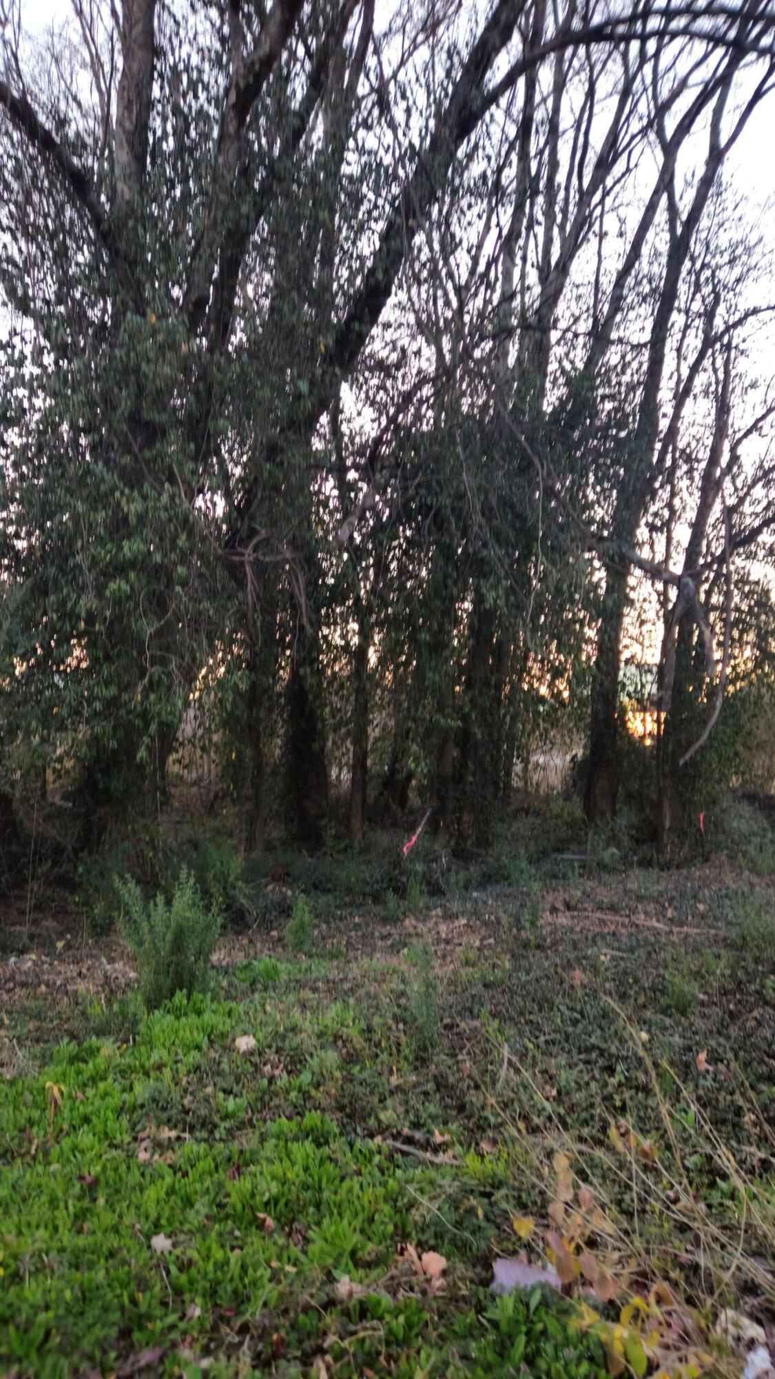 8203 Old Lee Highway Property Photo 3