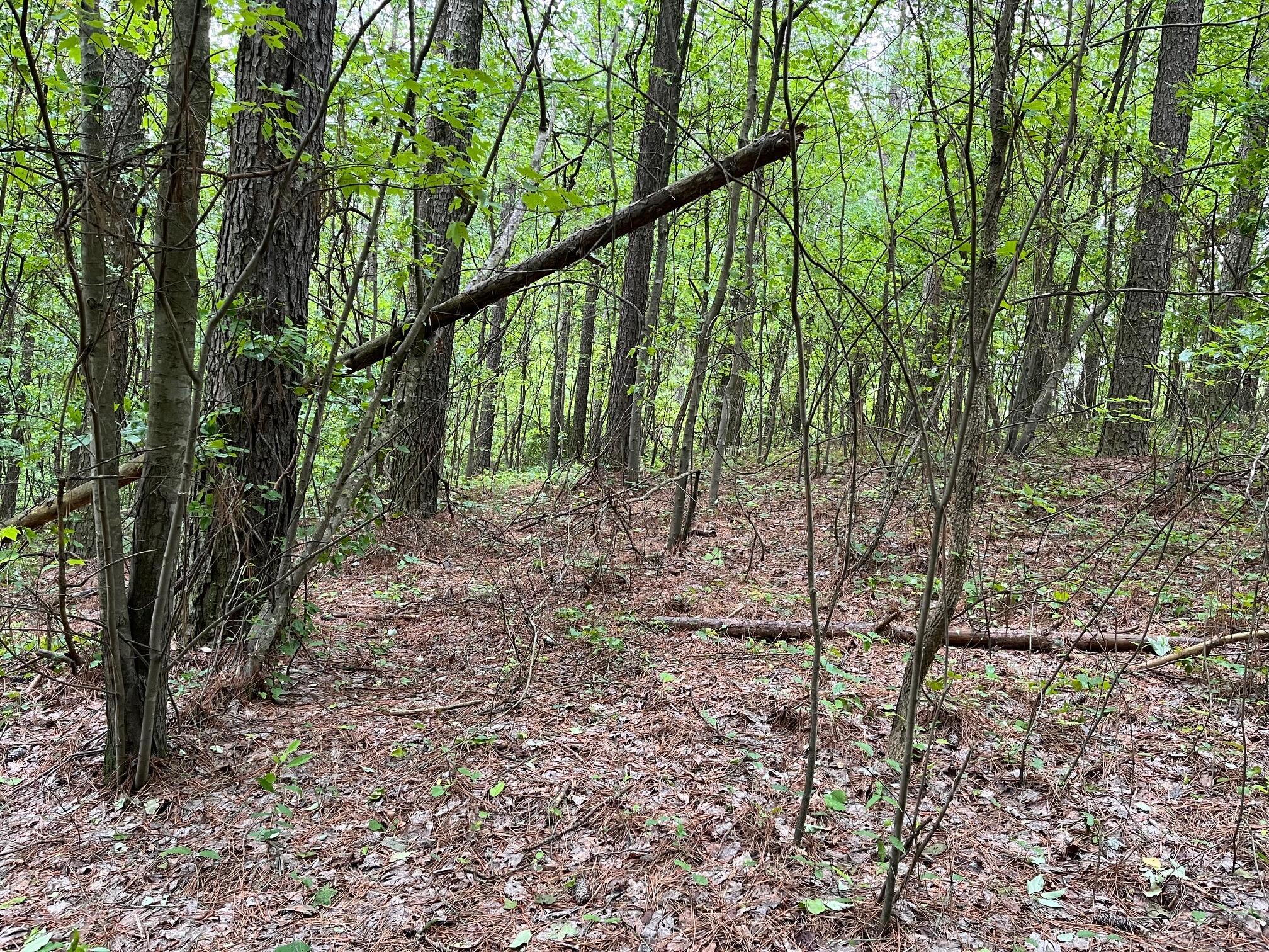 3715 Split Rail Way Property Photo 32