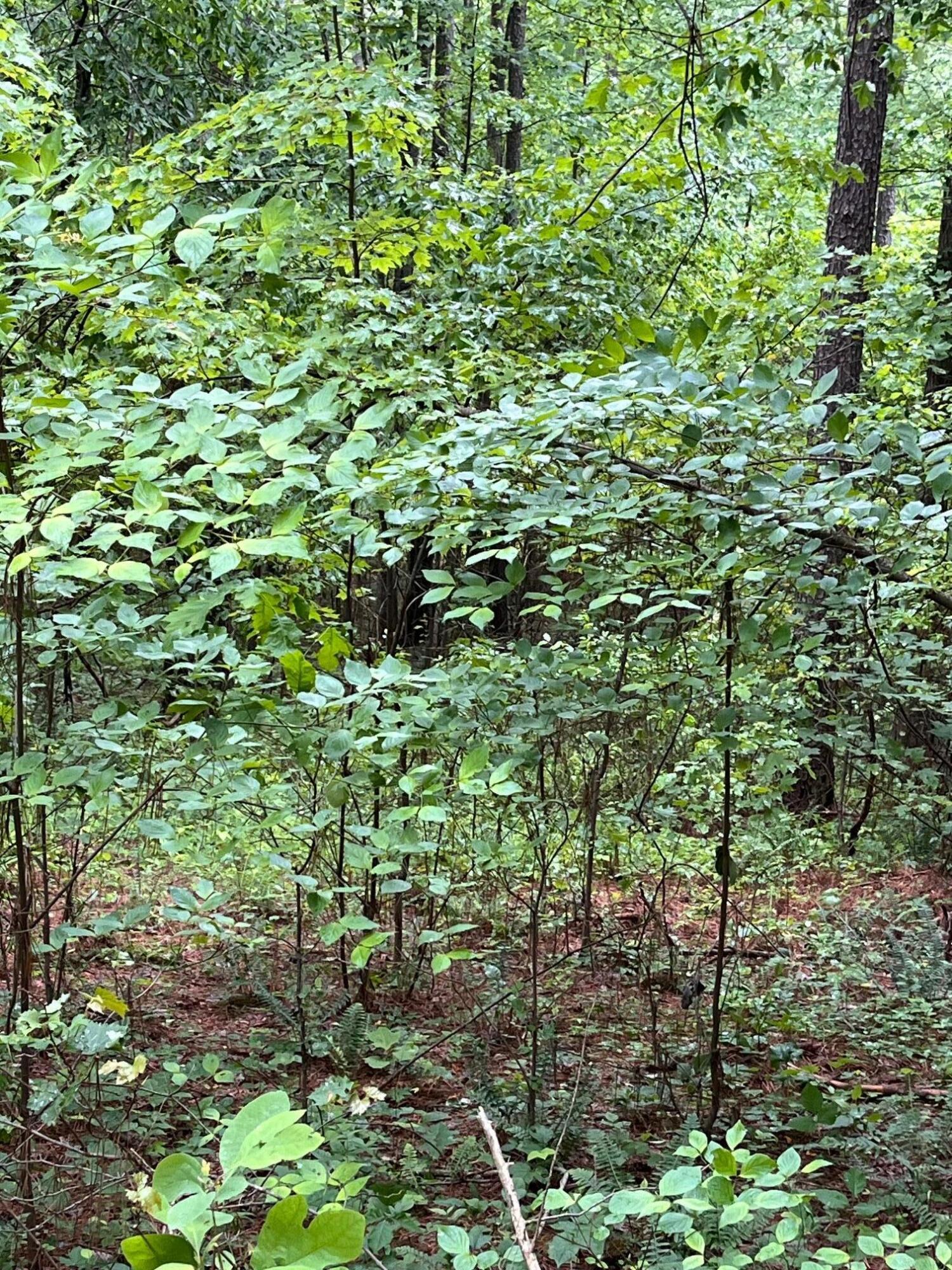 3715 Split Rail Way Property Photo 35