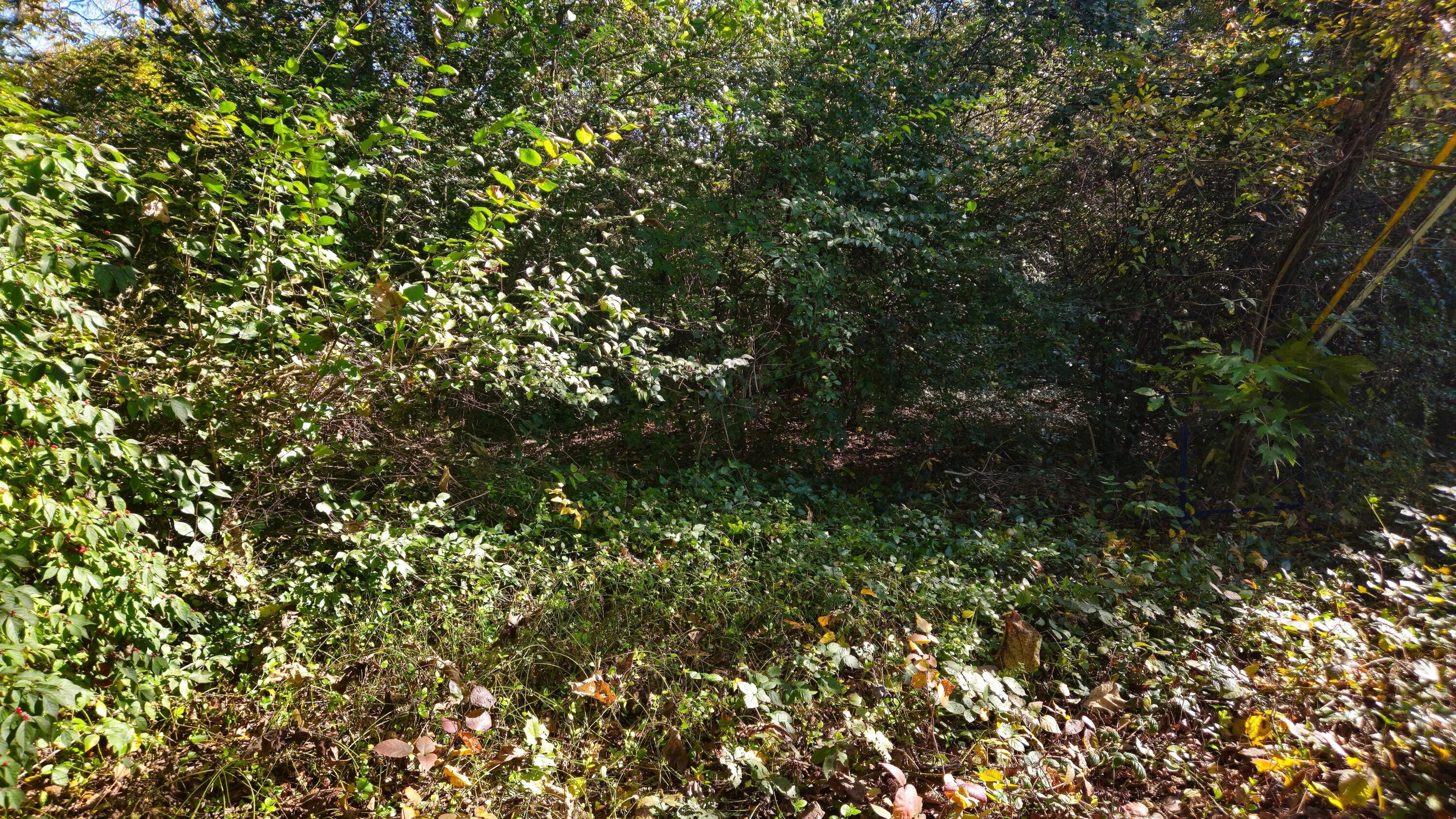3168 Chickalilly Drive Property Photo 5