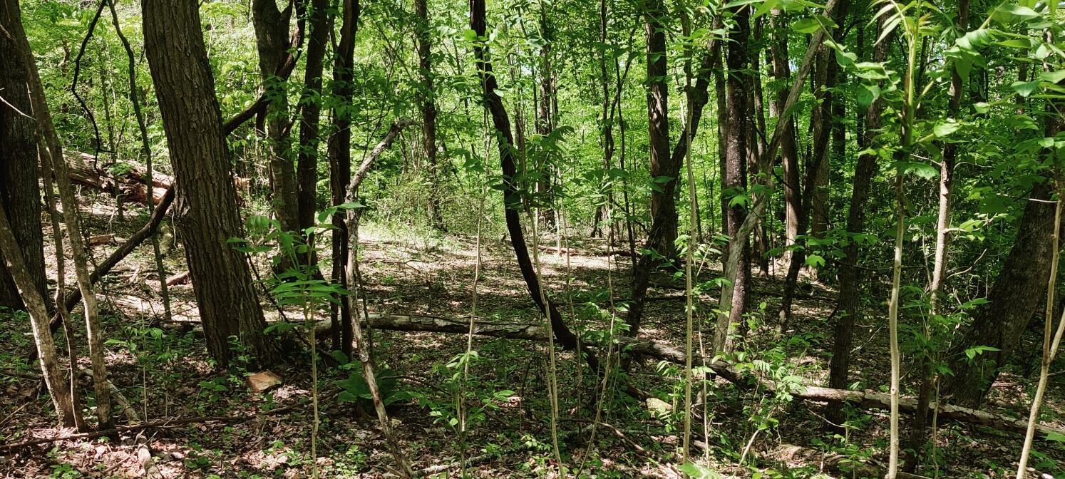 0 Coburntown (lot 11) Road Property Photo 1