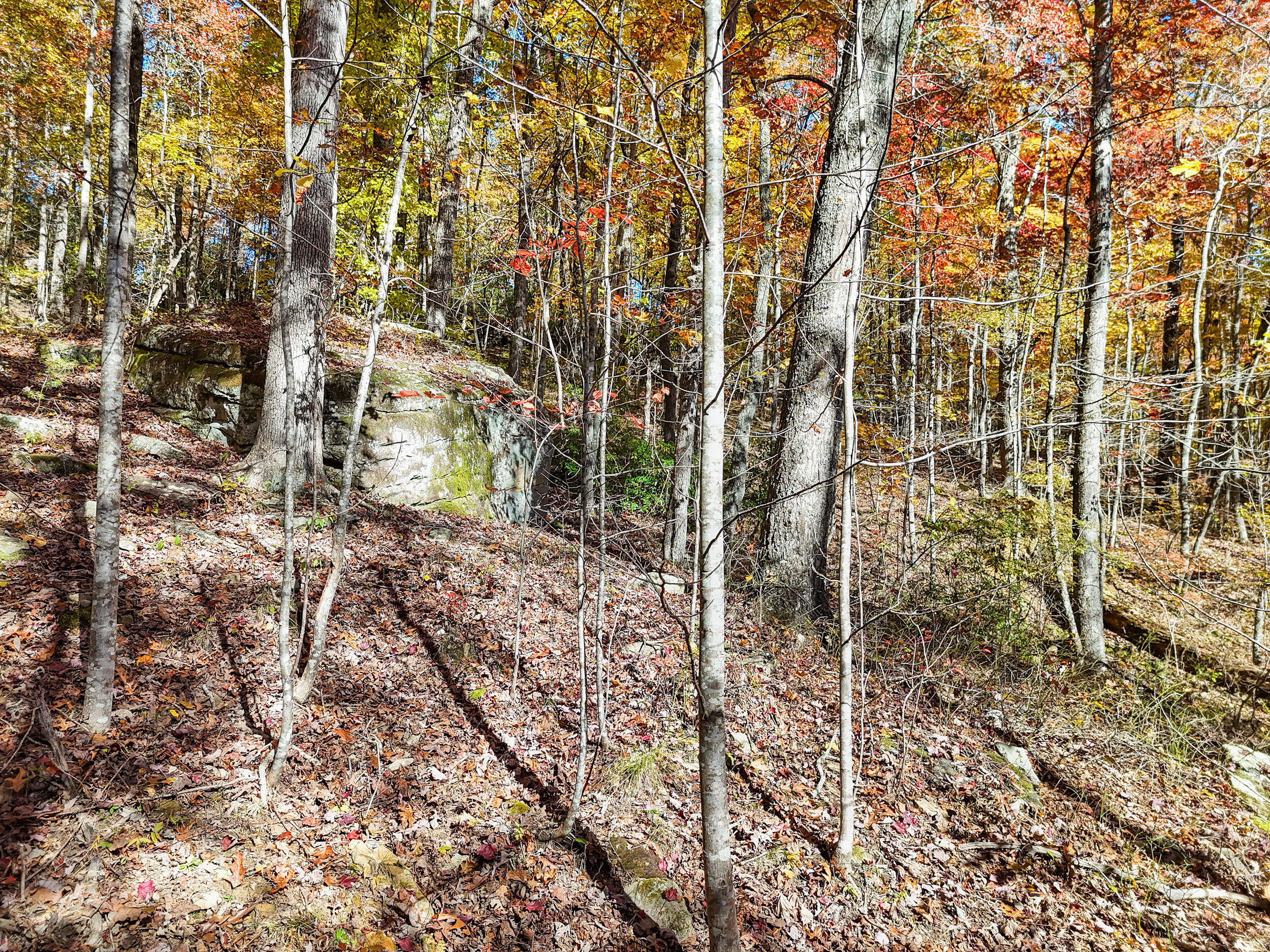 Lot 202 Deep Woods Drive Property Photo 11