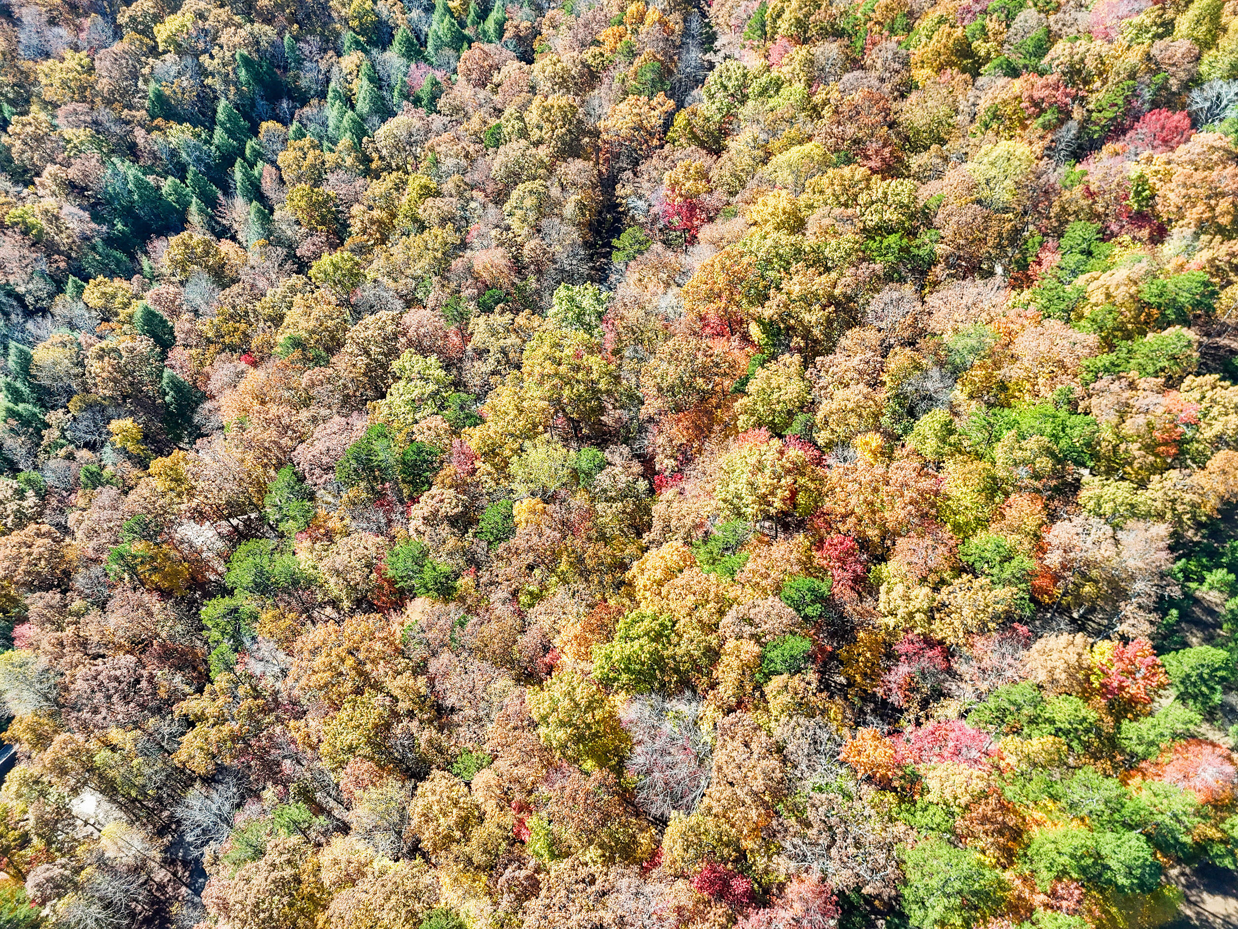 Lot 202 Deep Woods Drive Property Photo 21