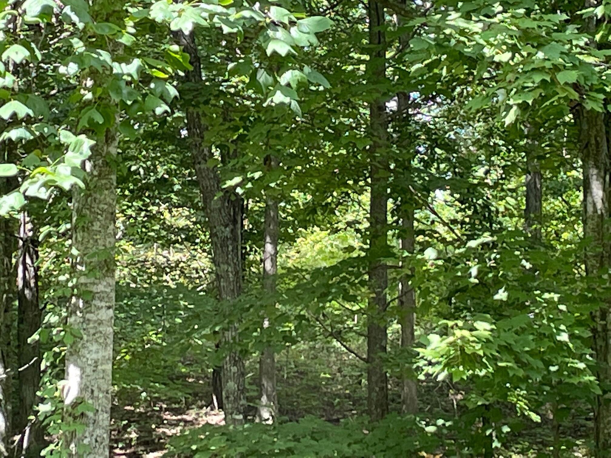 0 Roaring Creek Road Property Photo 1