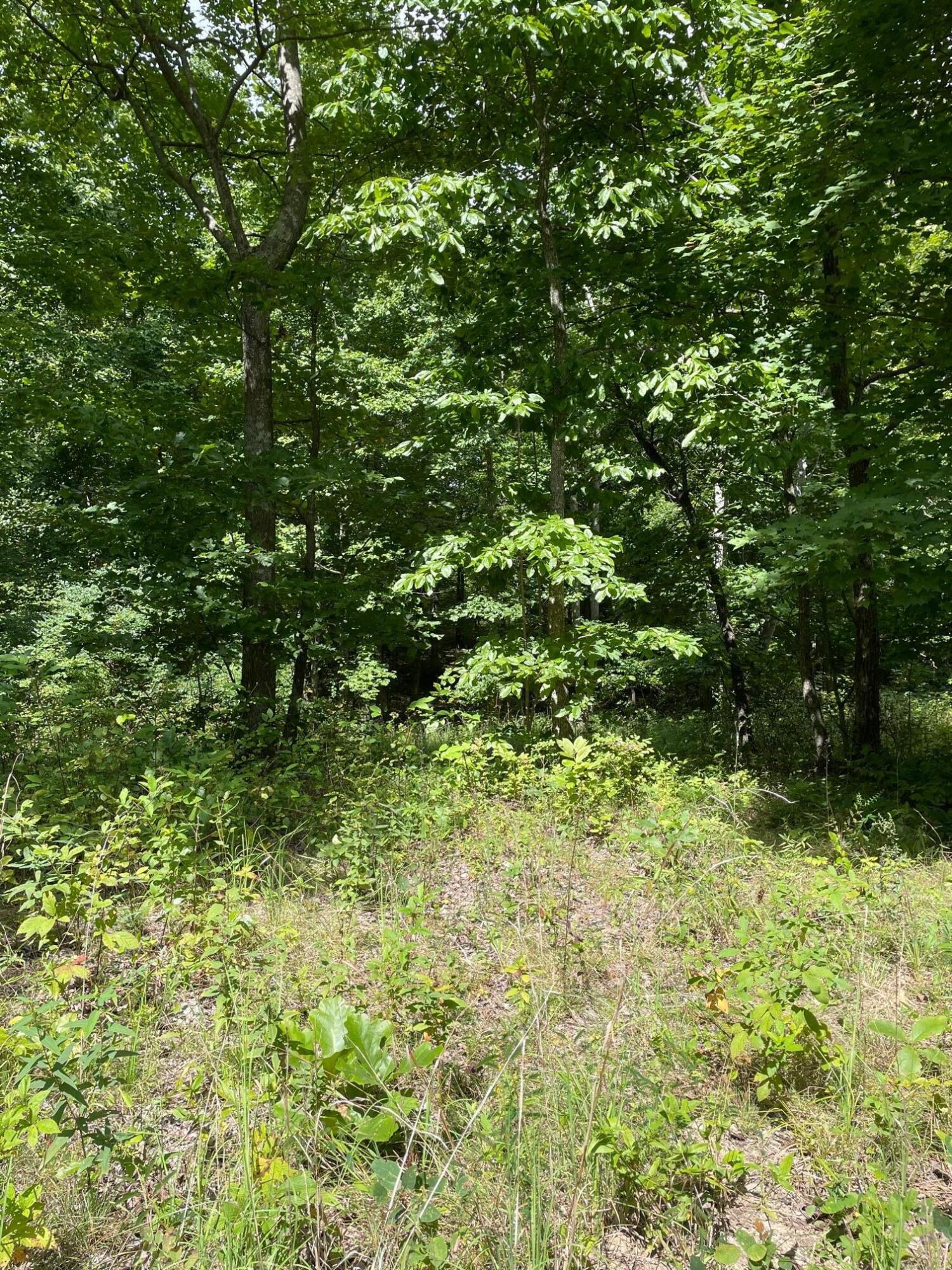 0 Roaring Creek Road Property Photo 2