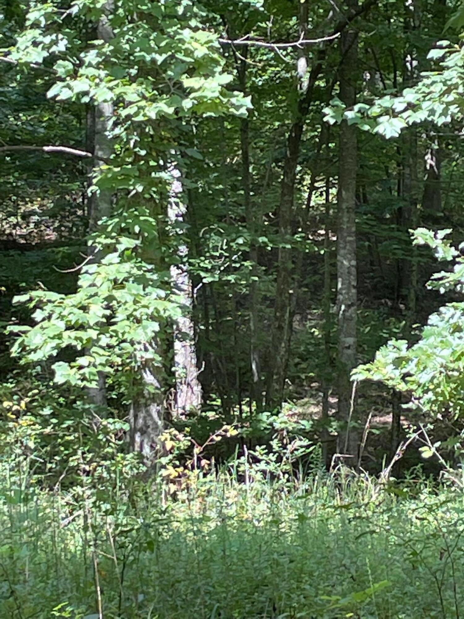 0 Roaring Creek Road Property Photo 3