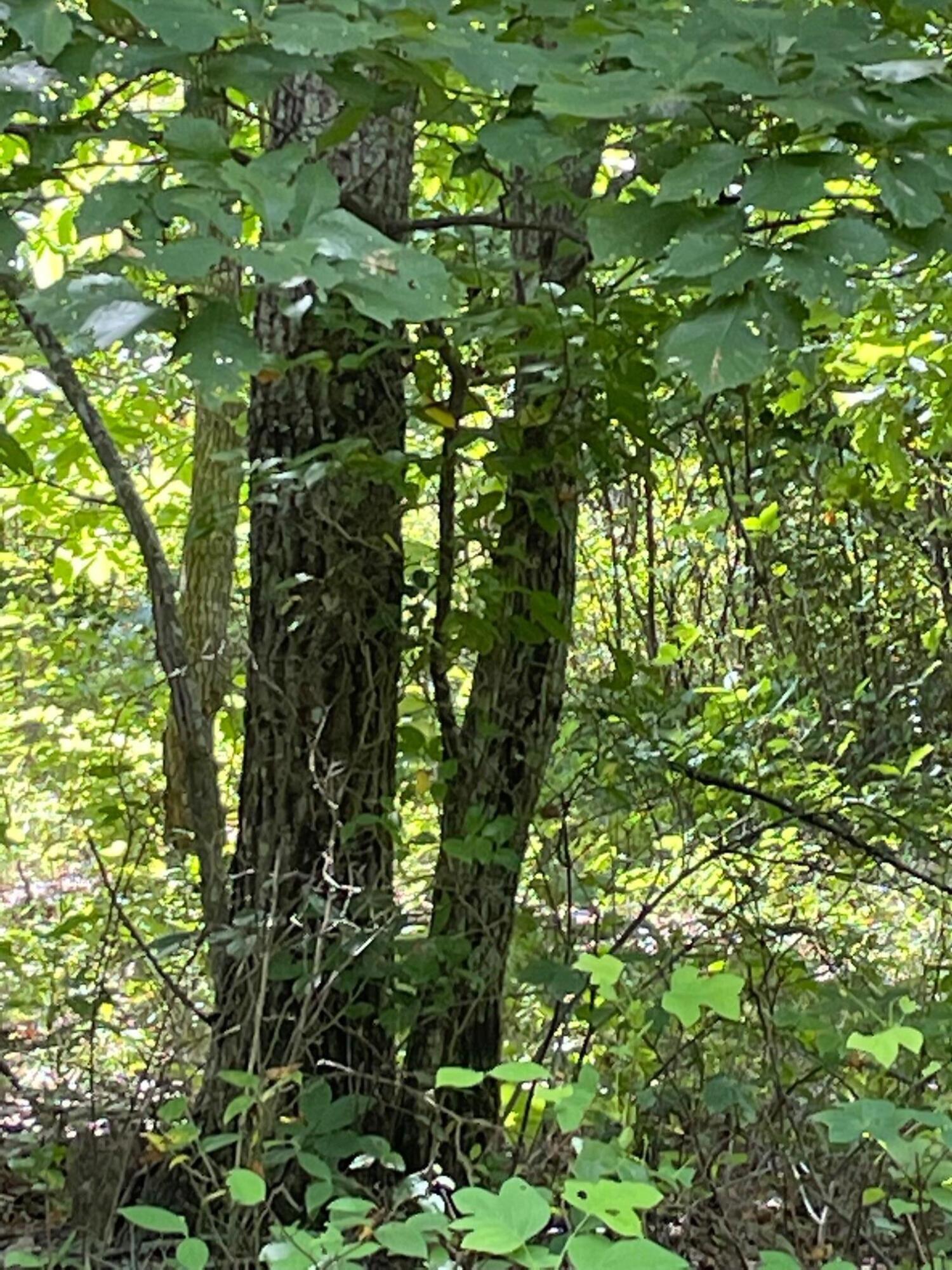 0 Roaring Creek Road Property Photo 4