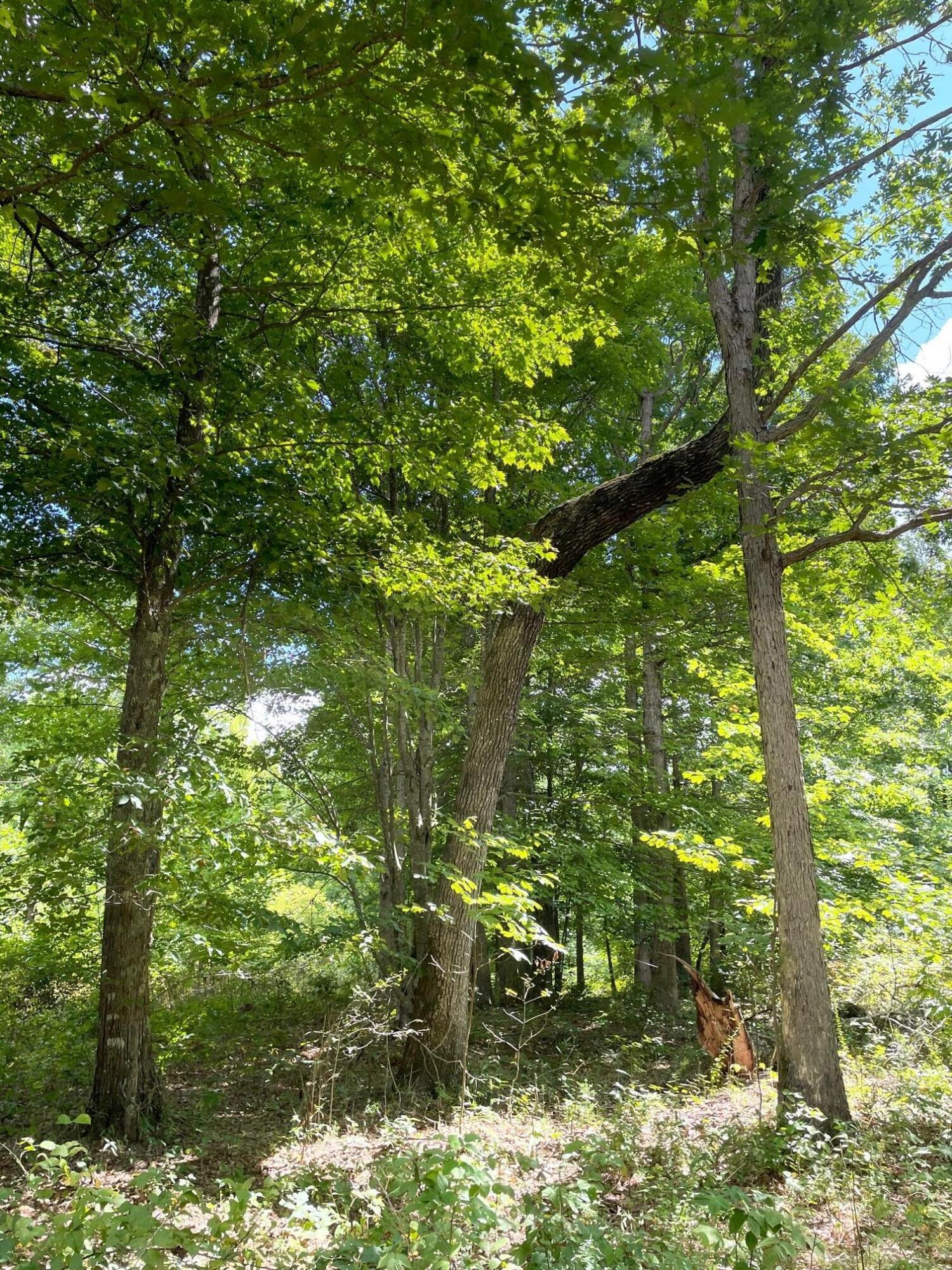 0 Roaring Creek Road Property Photo 5