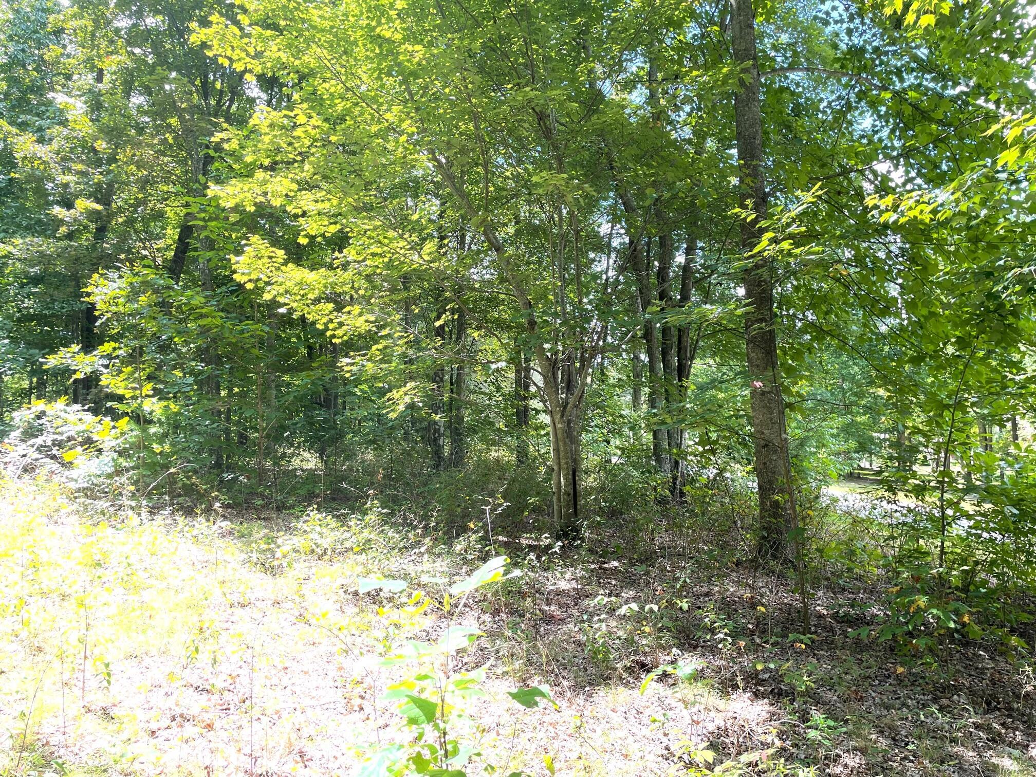 0 Roaring Creek Road Property Photo 6