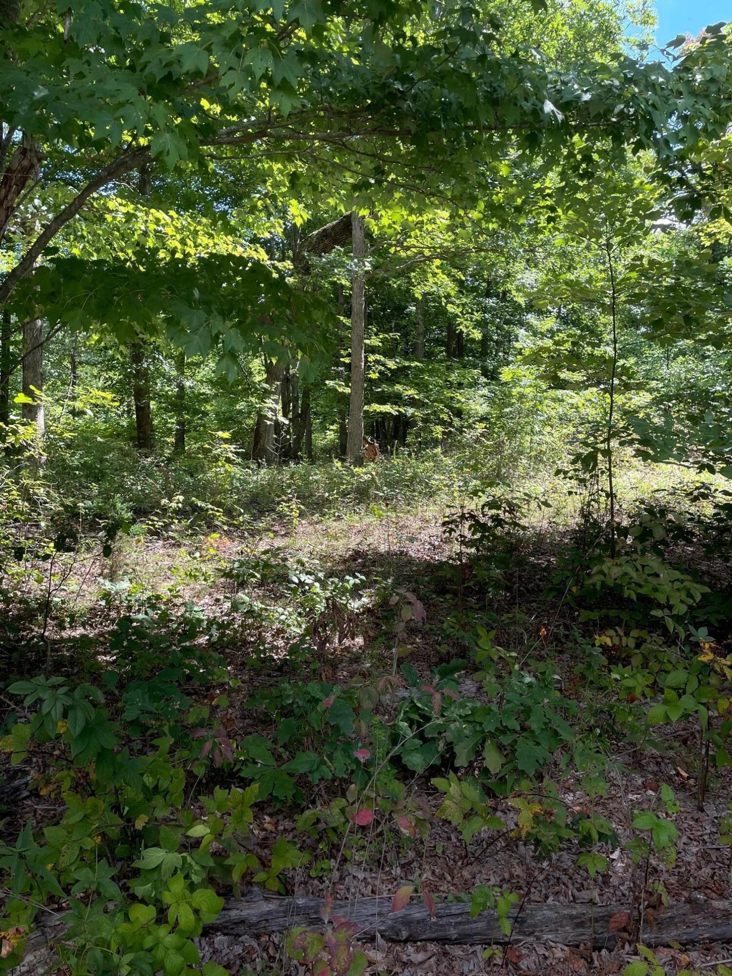 0 Roaring Creek Road Property Photo 7