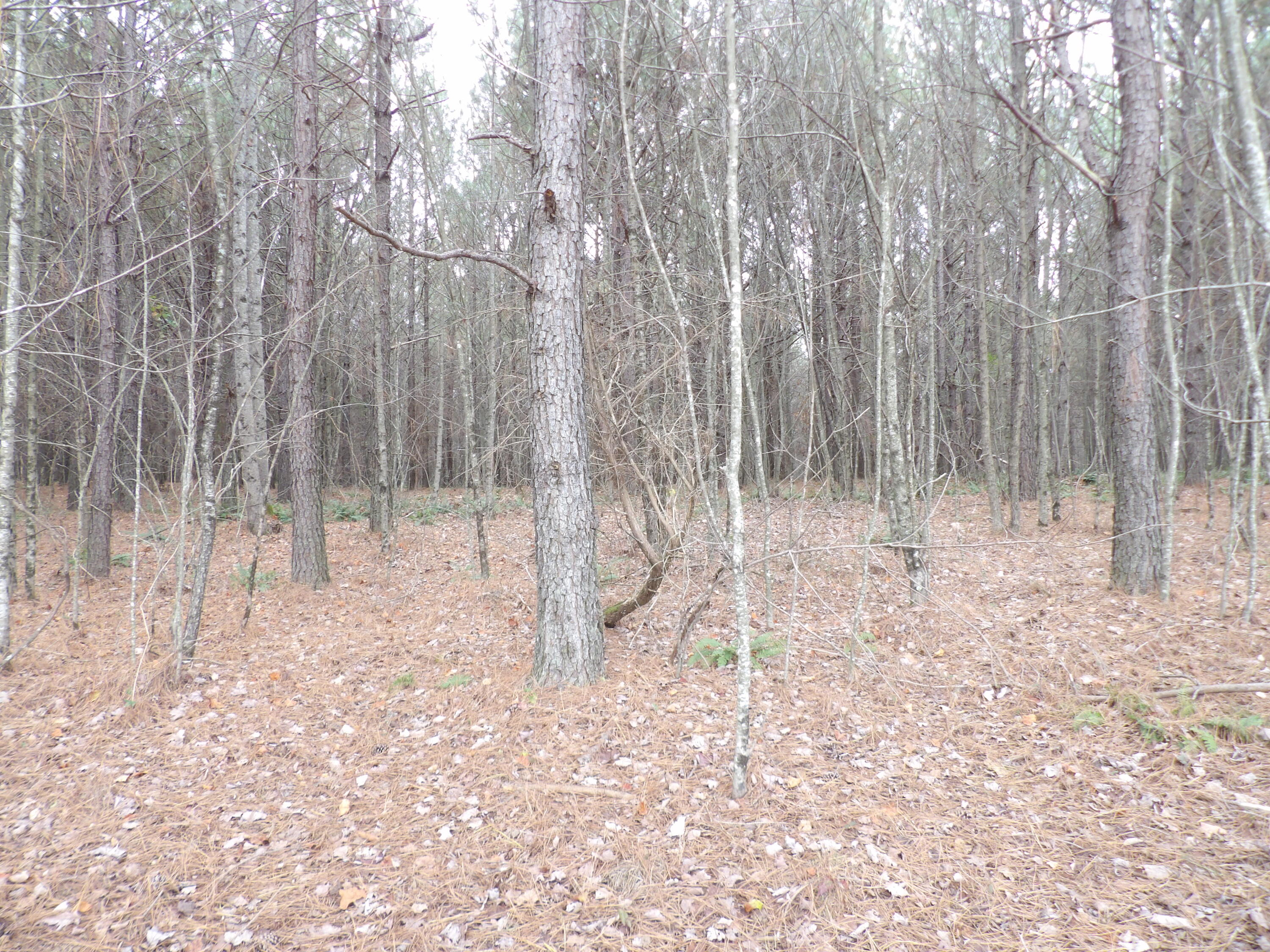 Lot 20 Summercity Road Property Photo 4