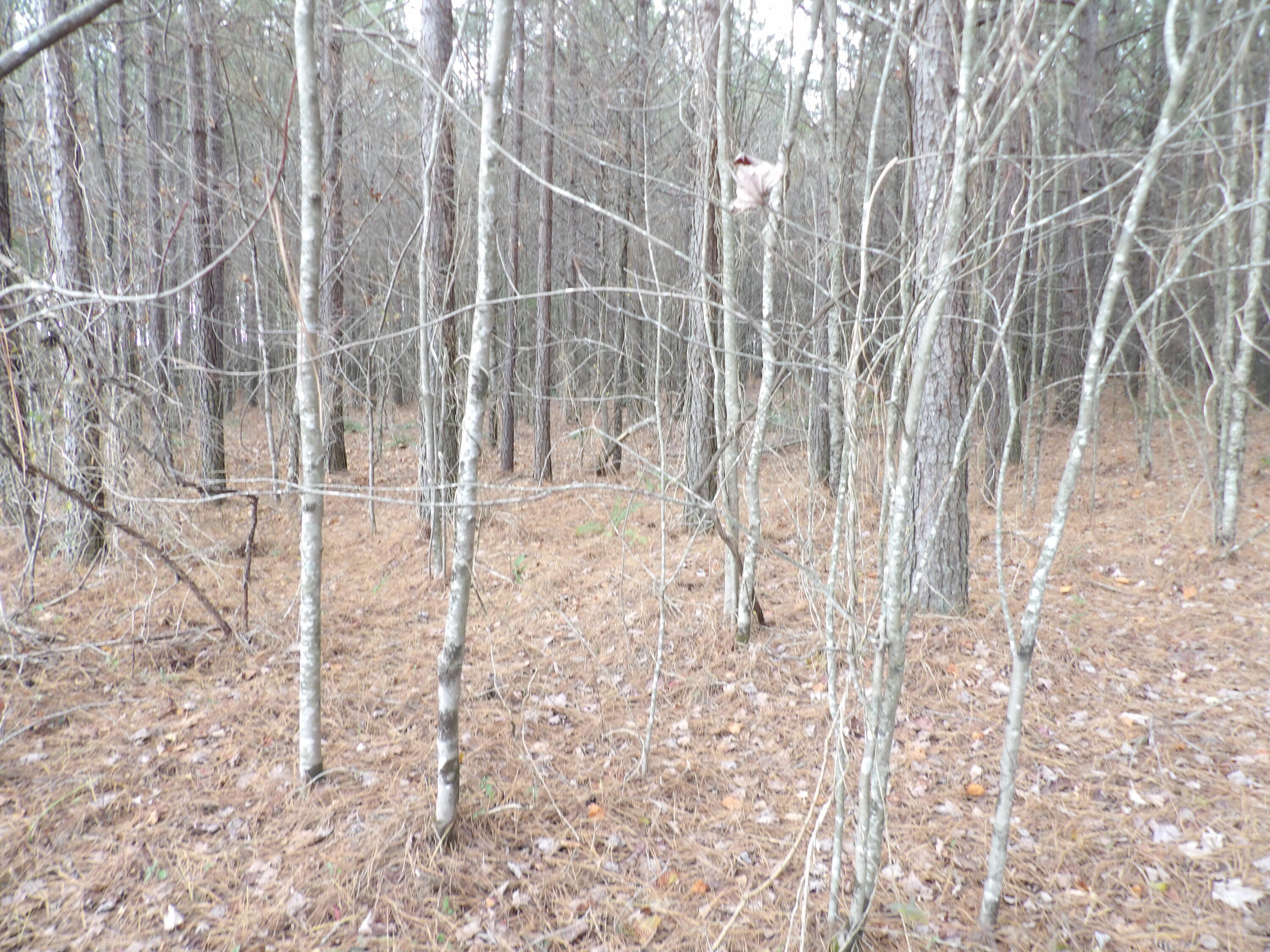 Lot 20 Summercity Road Property Photo 5