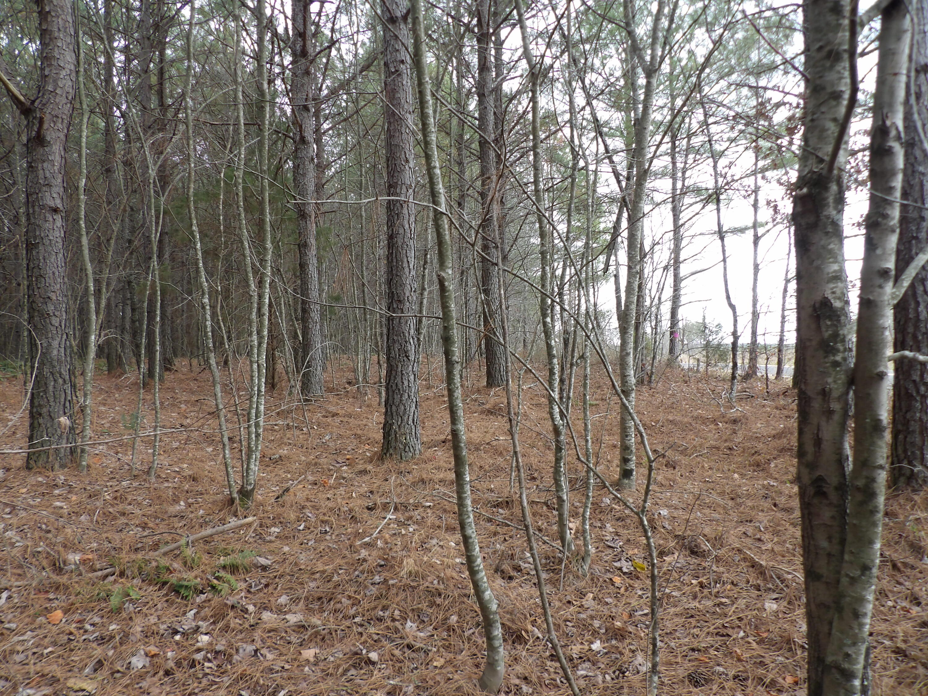 Lot 20 Summercity Road Property Photo 6