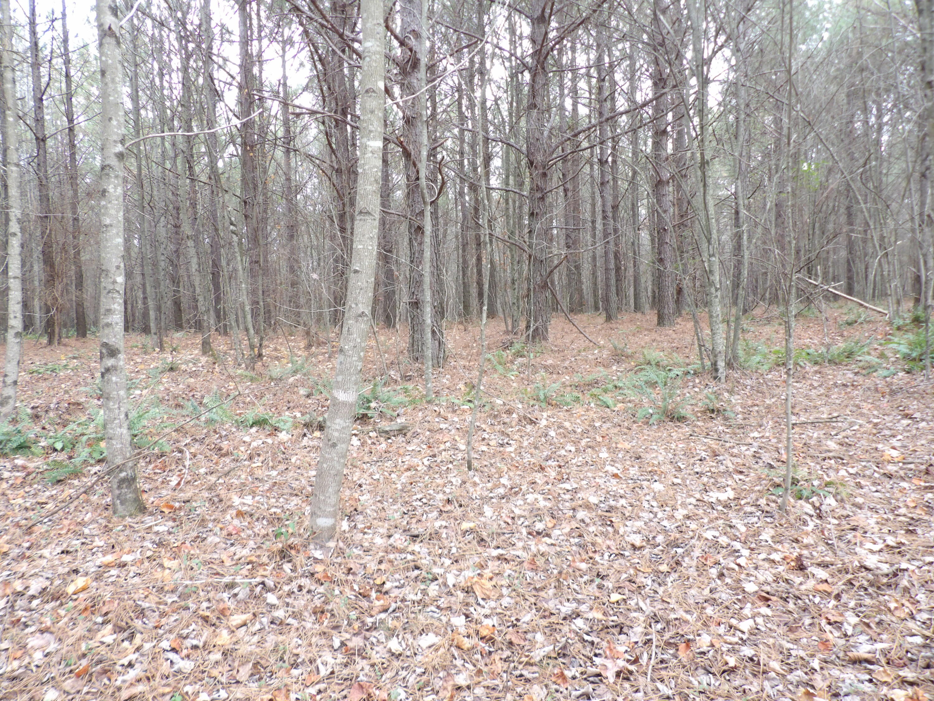 Lot 20 Summercity Road Property Photo 8
