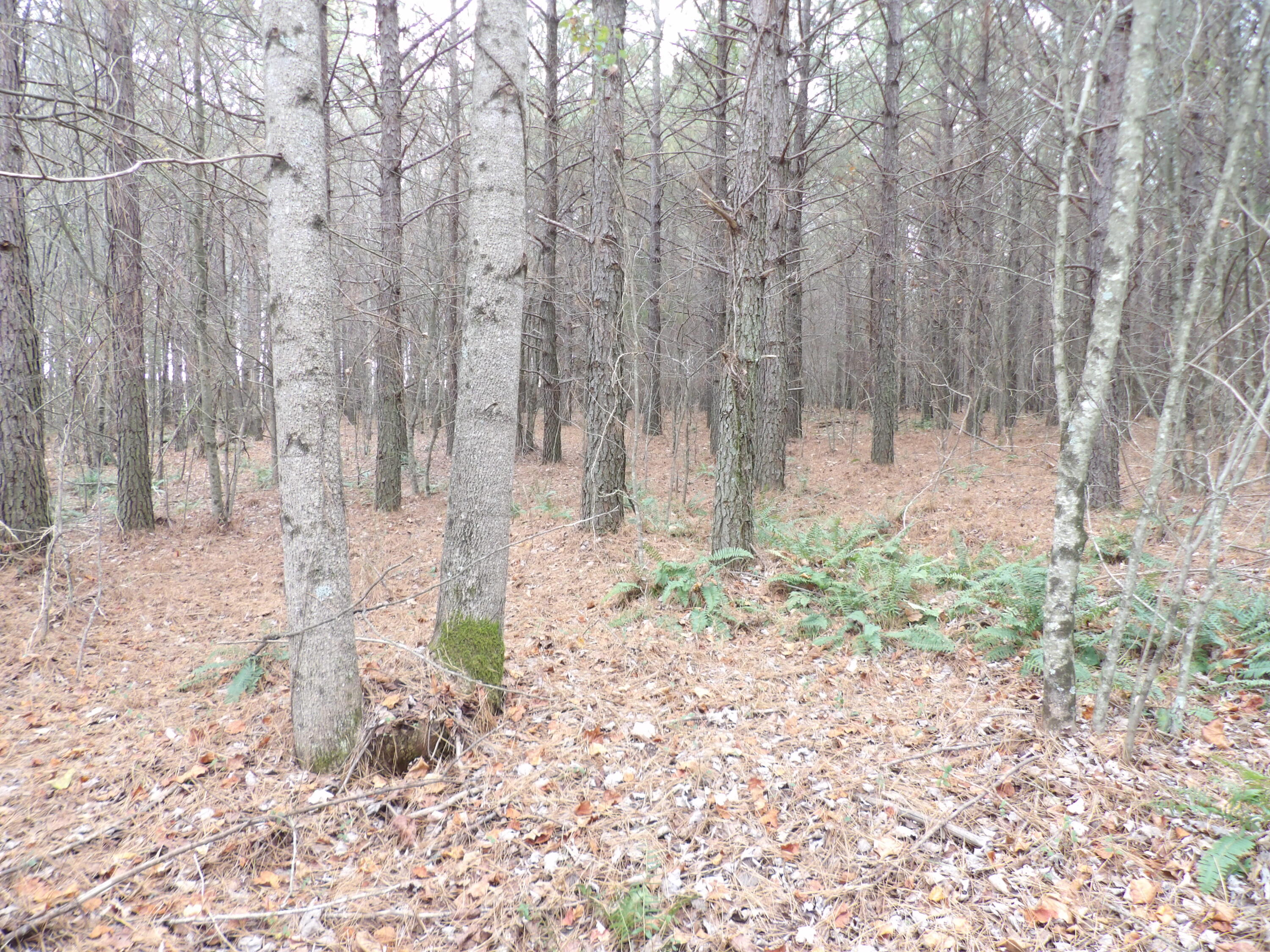 Lot 20 Summercity Road Property Photo 9