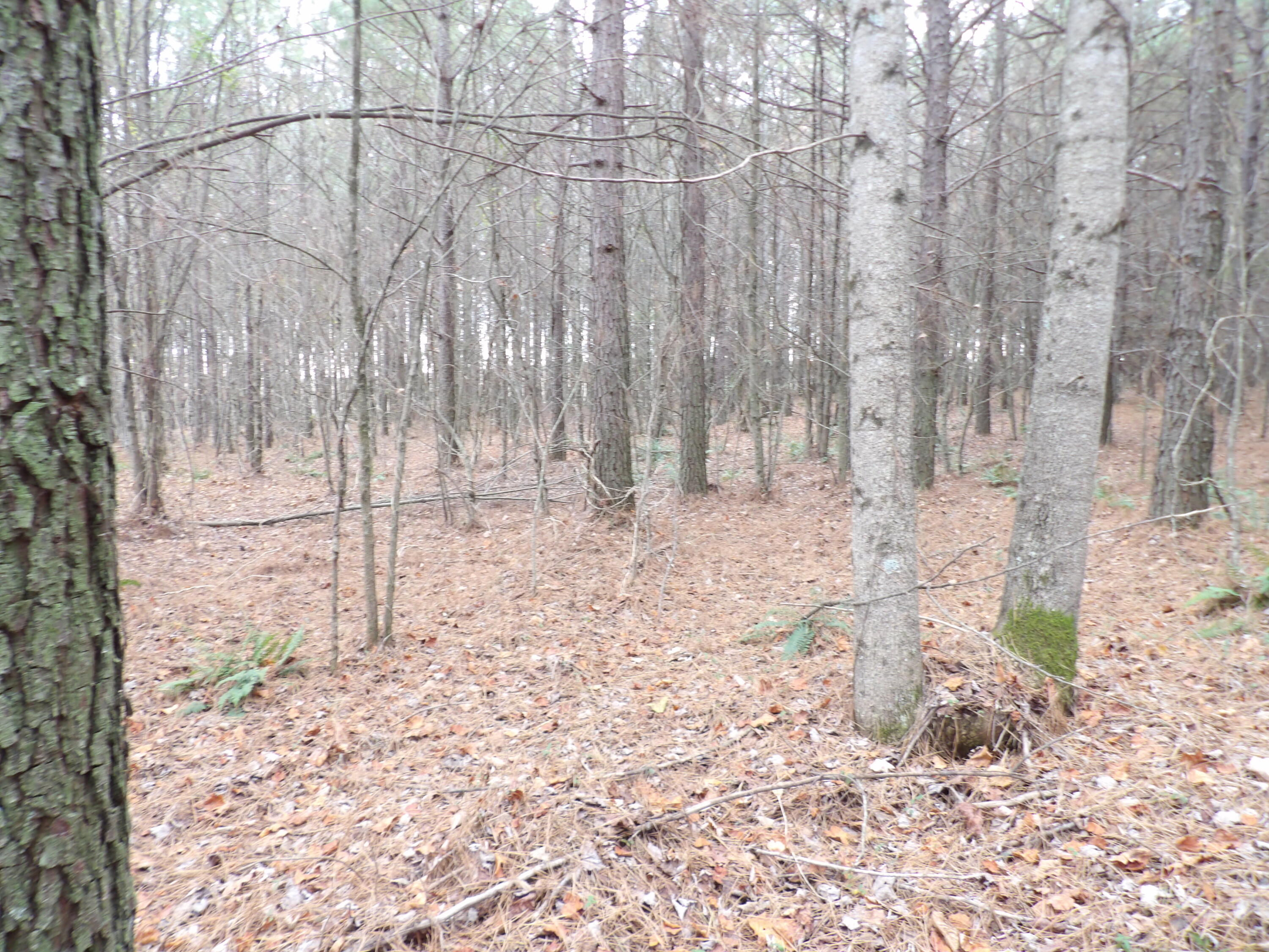 Lot 20 Summercity Road Property Photo 10