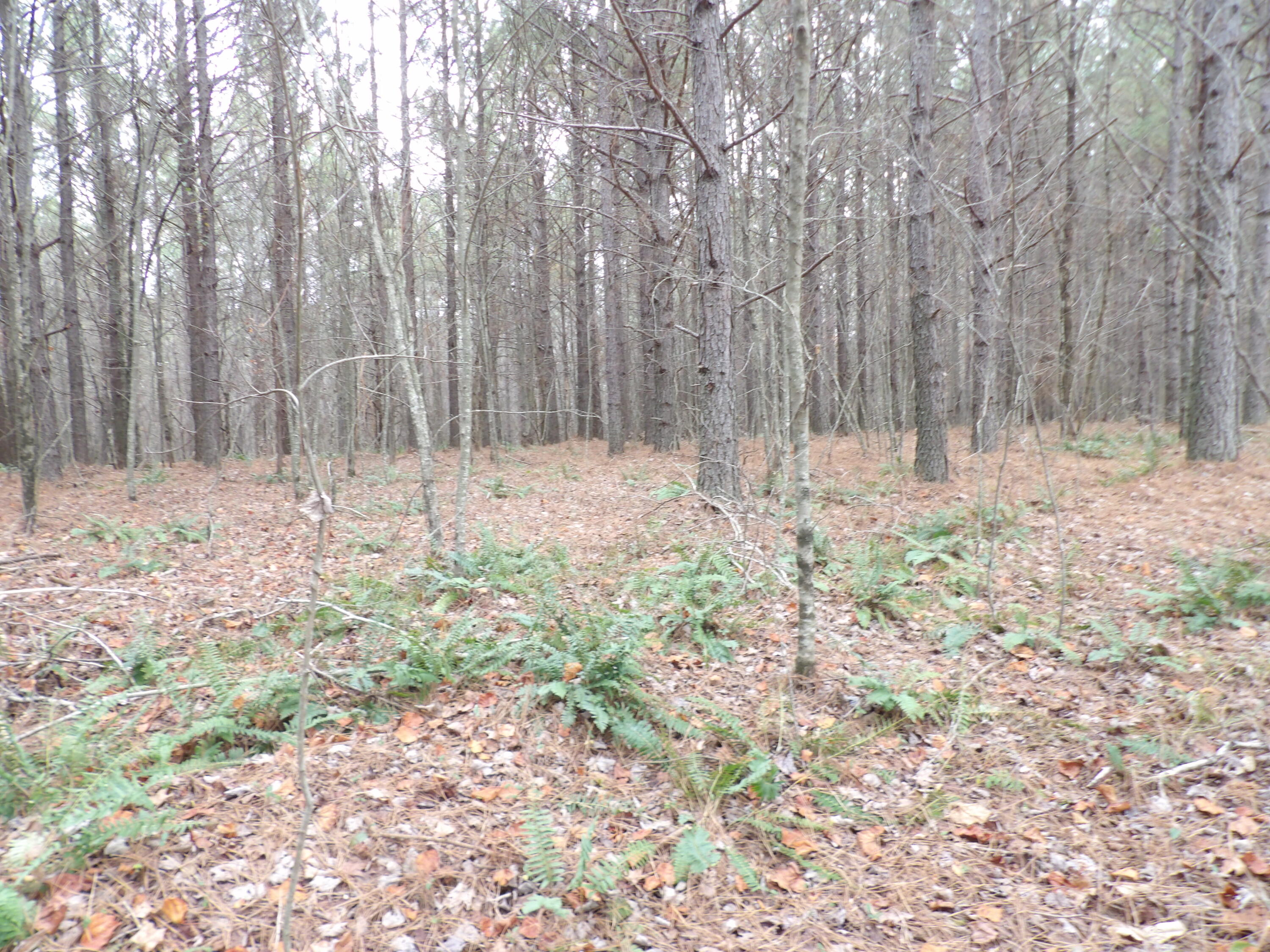 Lot 20 Summercity Road Property Photo 11