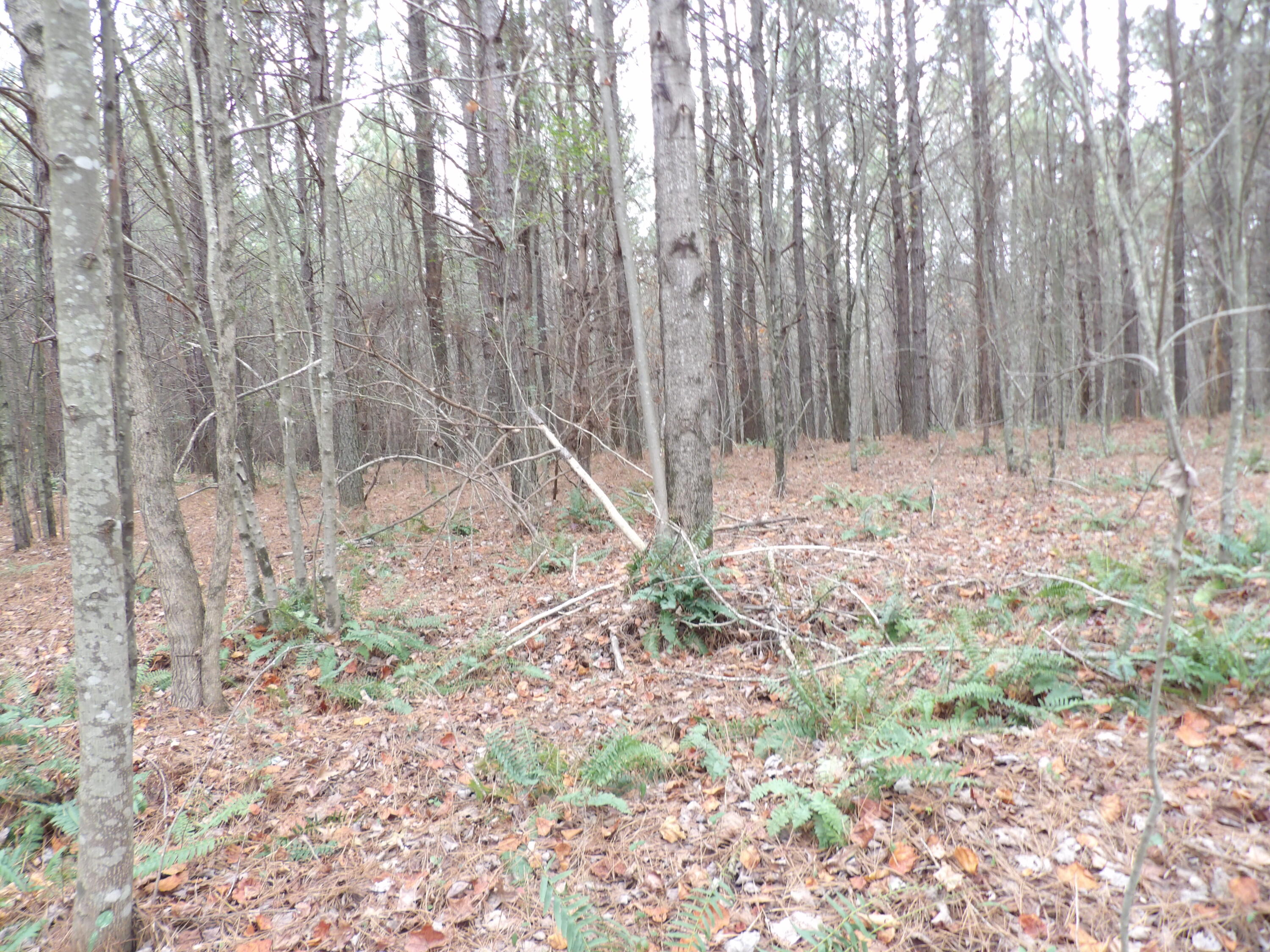 Lot 20 Summercity Road Property Photo 13