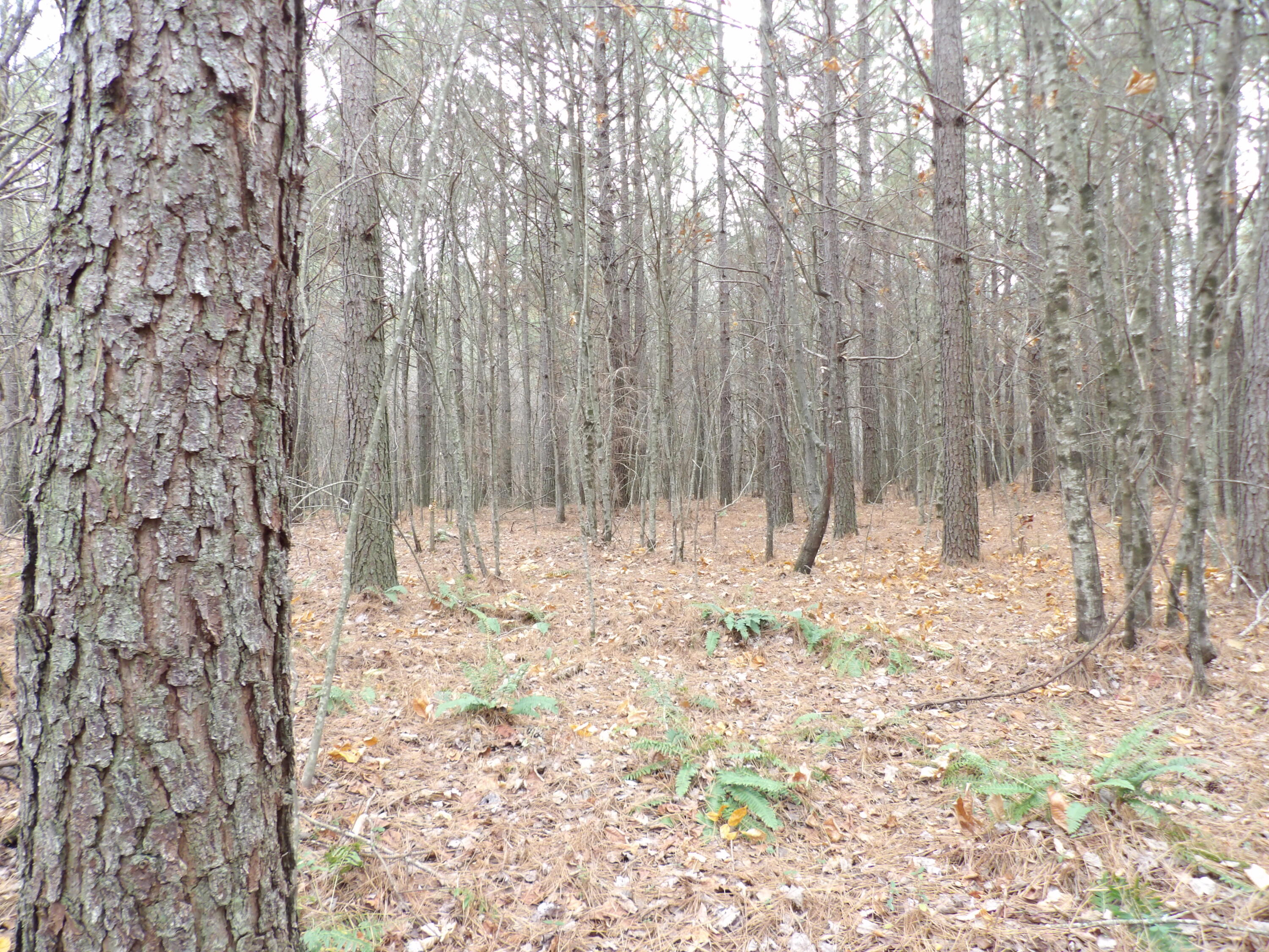 Lot 21 Summercity Road Property Photo 1
