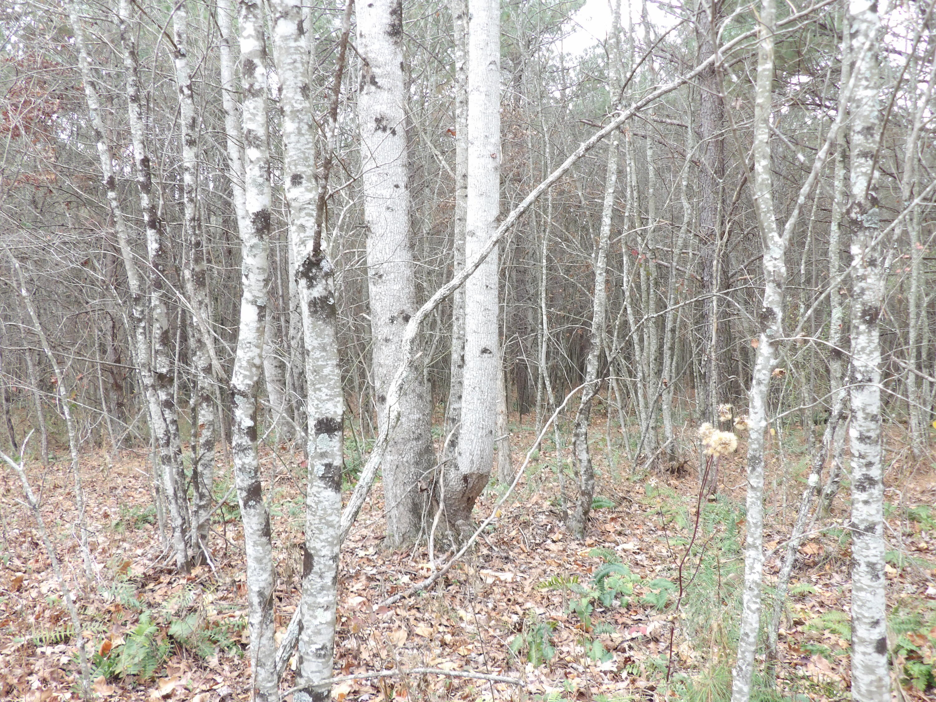 Lot 21 Summercity Road Property Photo 4