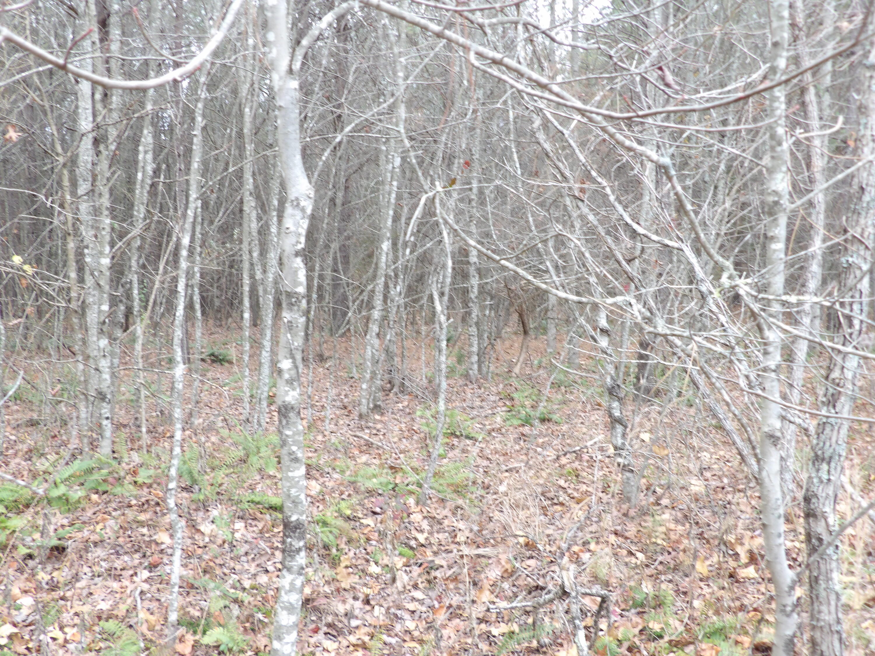 Lot 21 Summercity Road Property Photo 5
