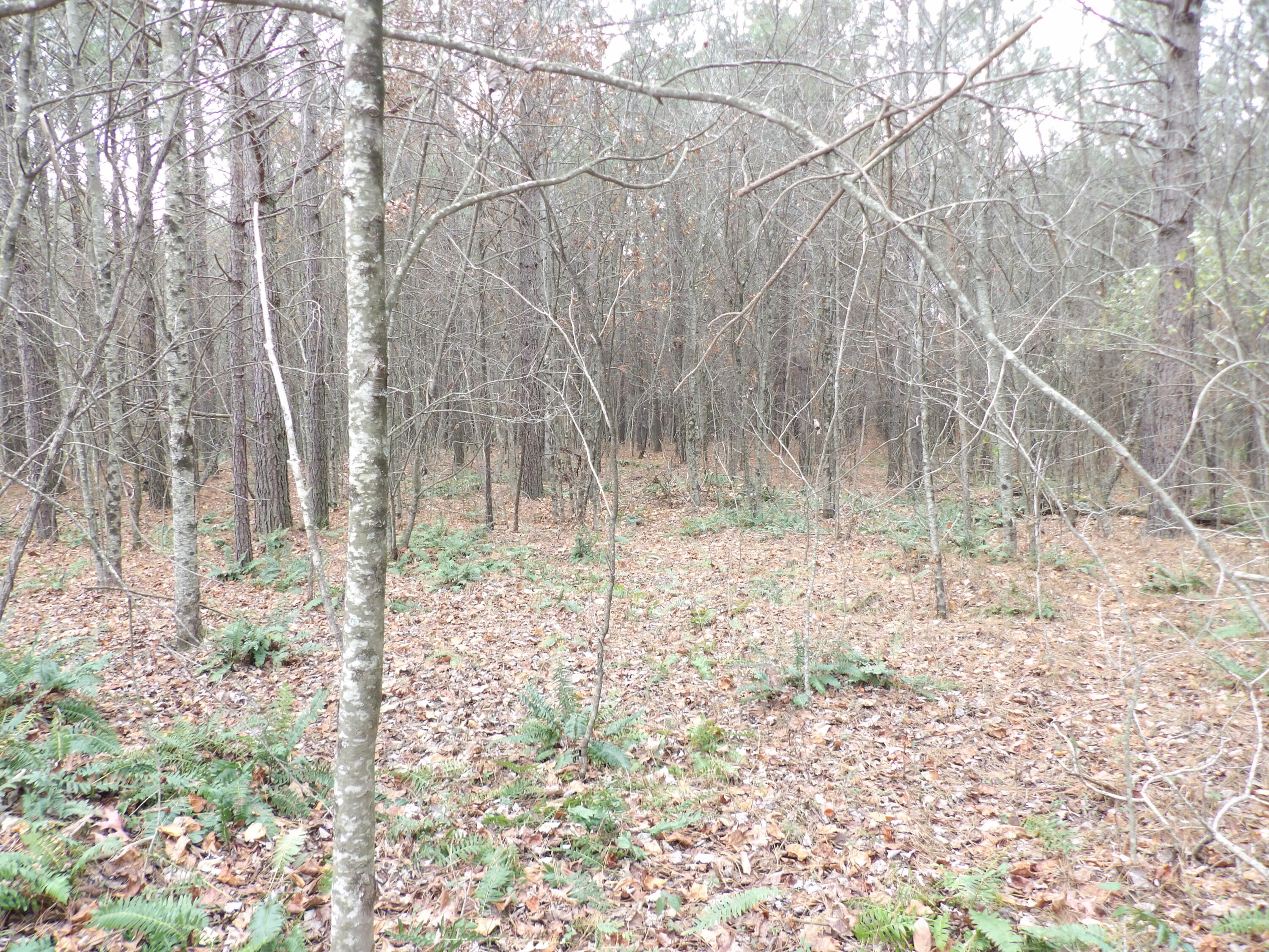Lot 21 Summercity Road Property Photo 6