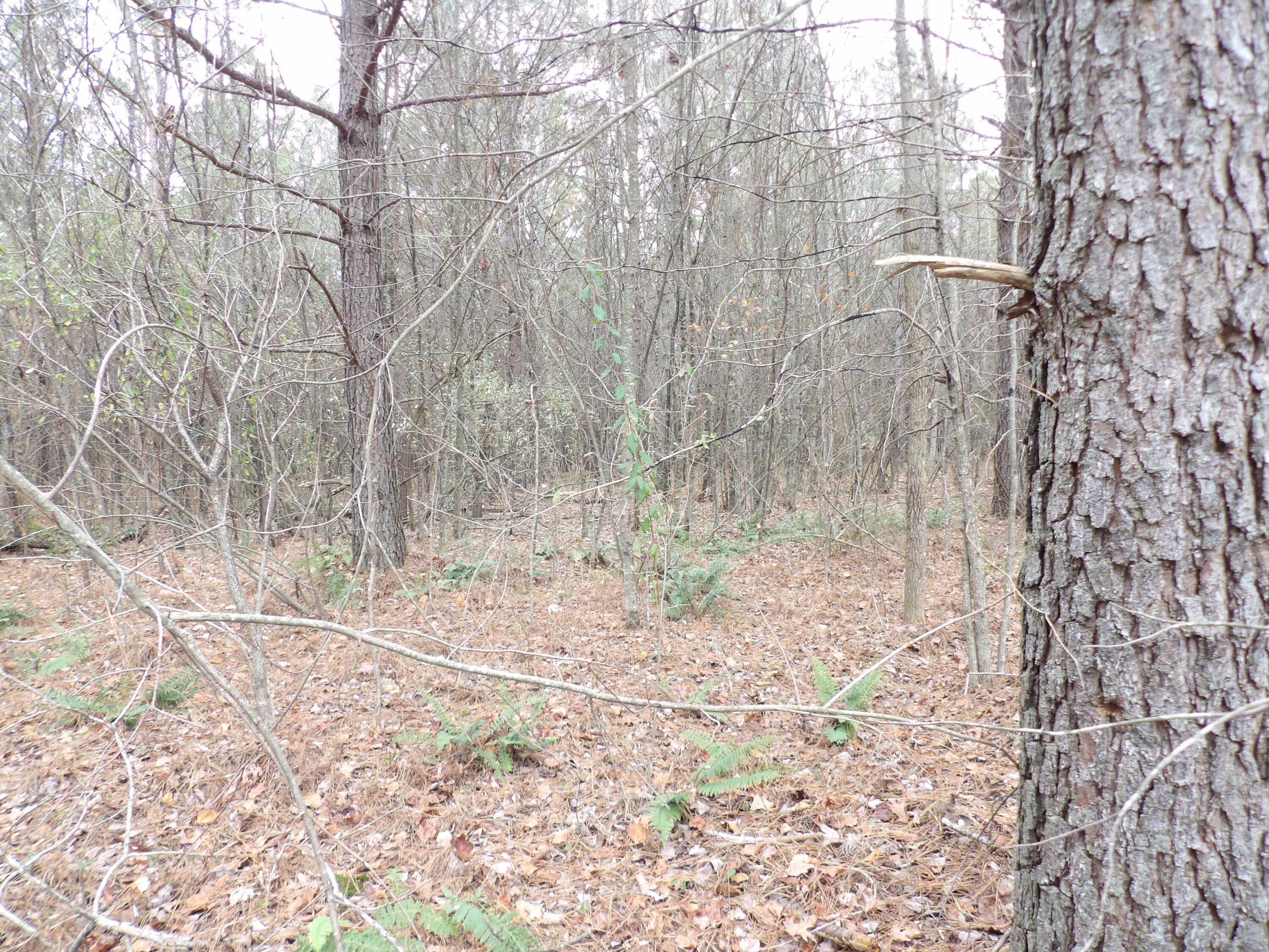 Lot 21 Summercity Road Property Photo 7
