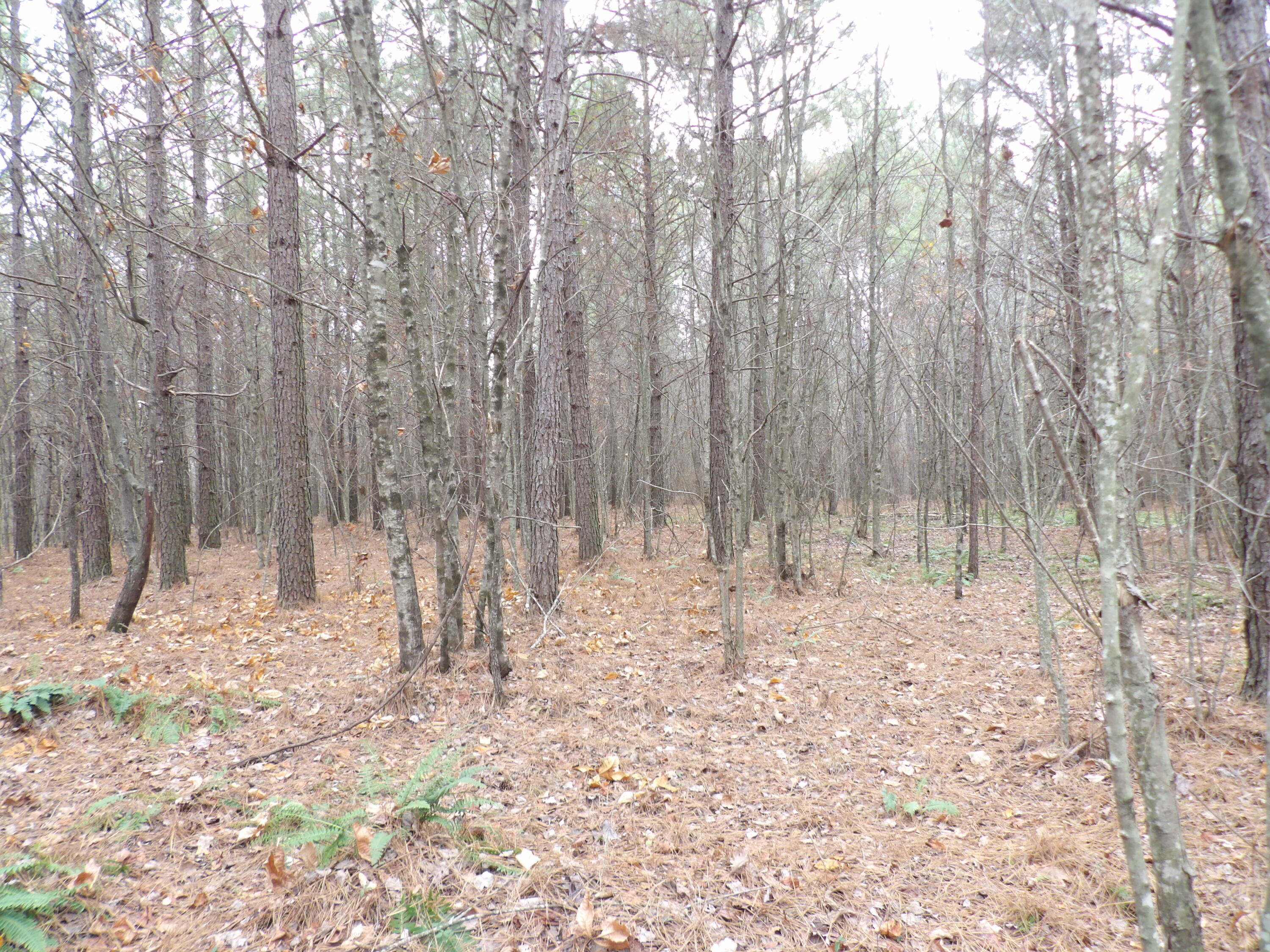 Lot 21 Summercity Road Property Photo 9