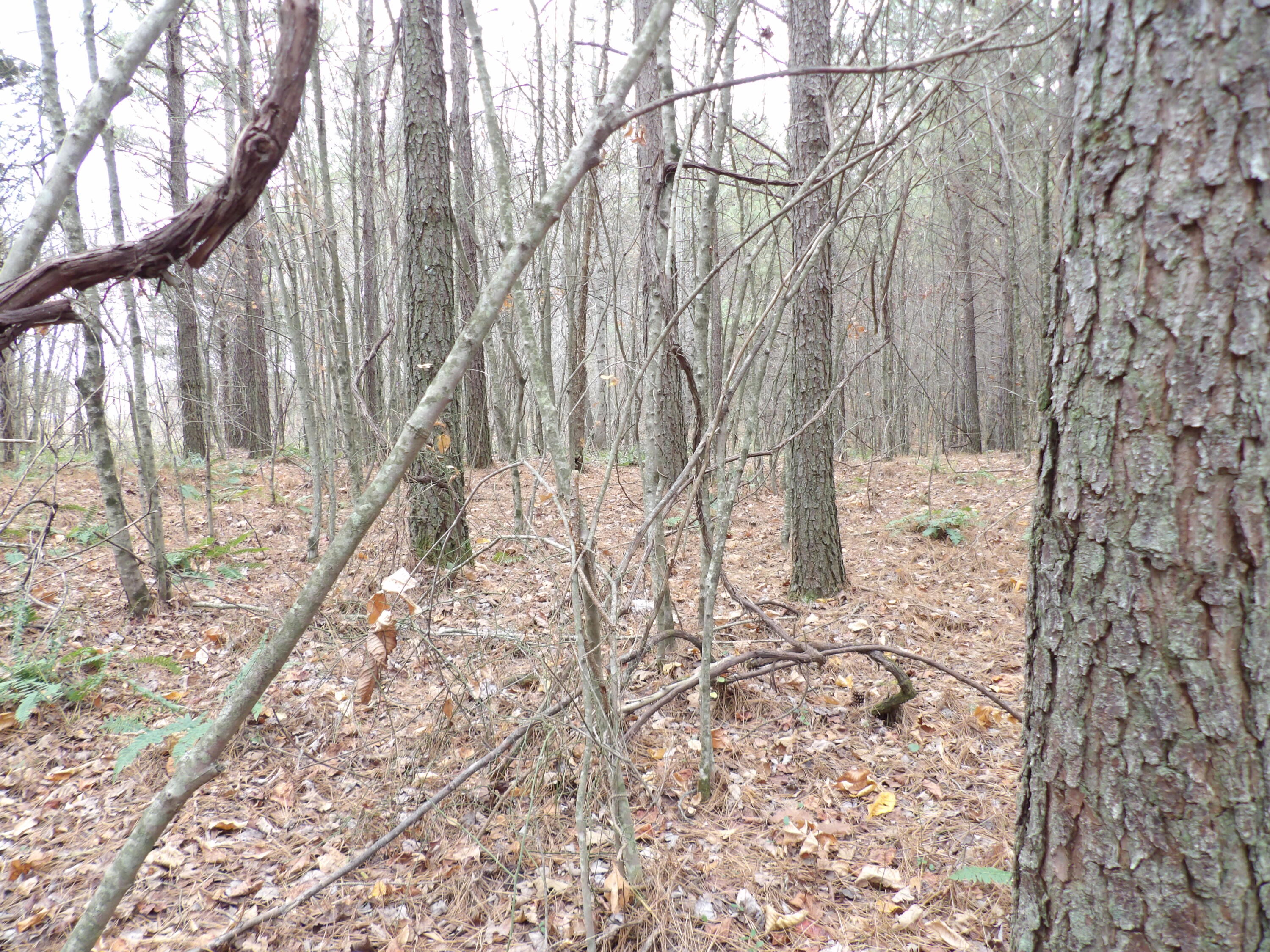 Lot 21 Summercity Road Property Photo 10