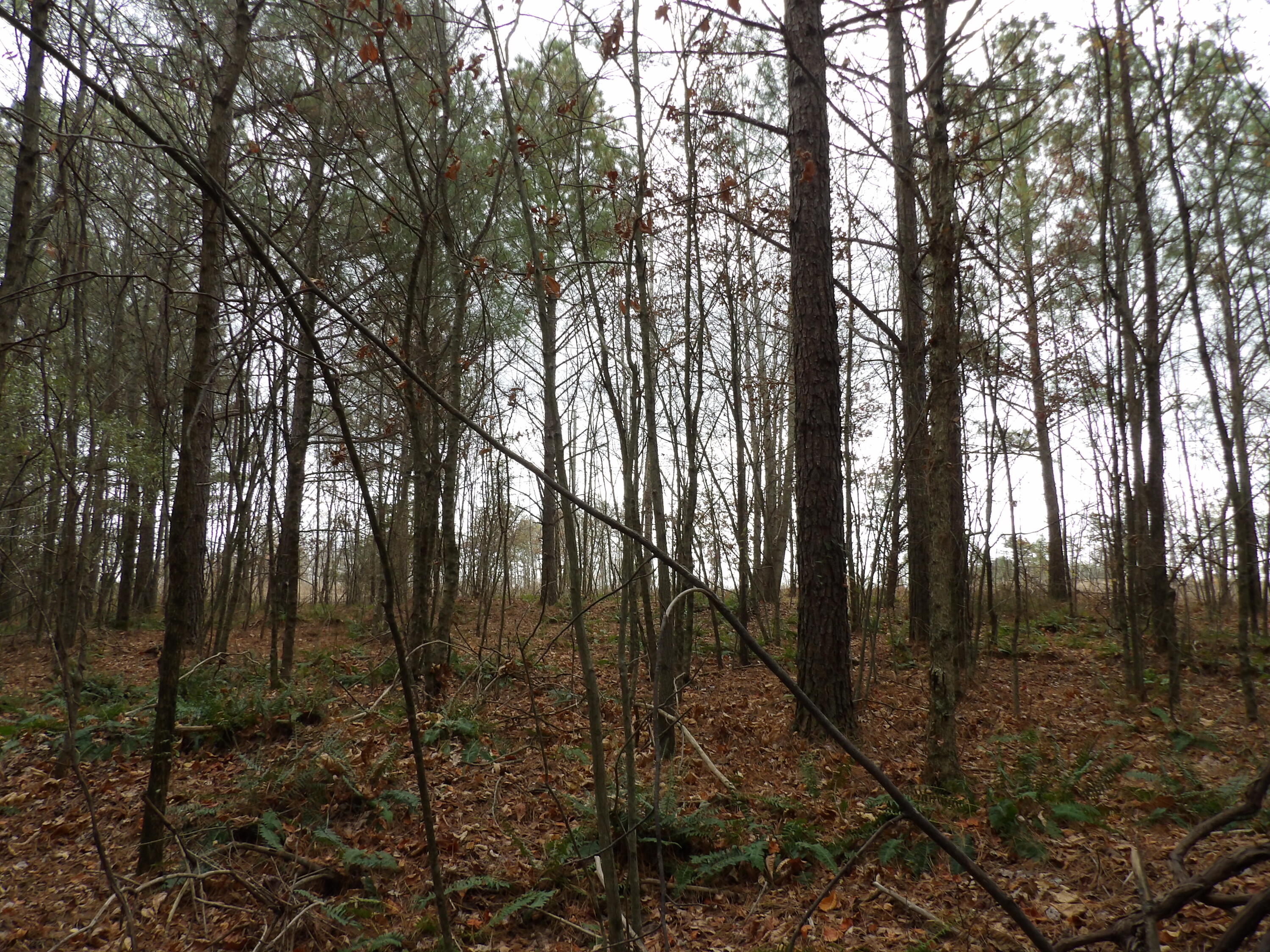 Lot 21 Summercity Road Property Photo 11