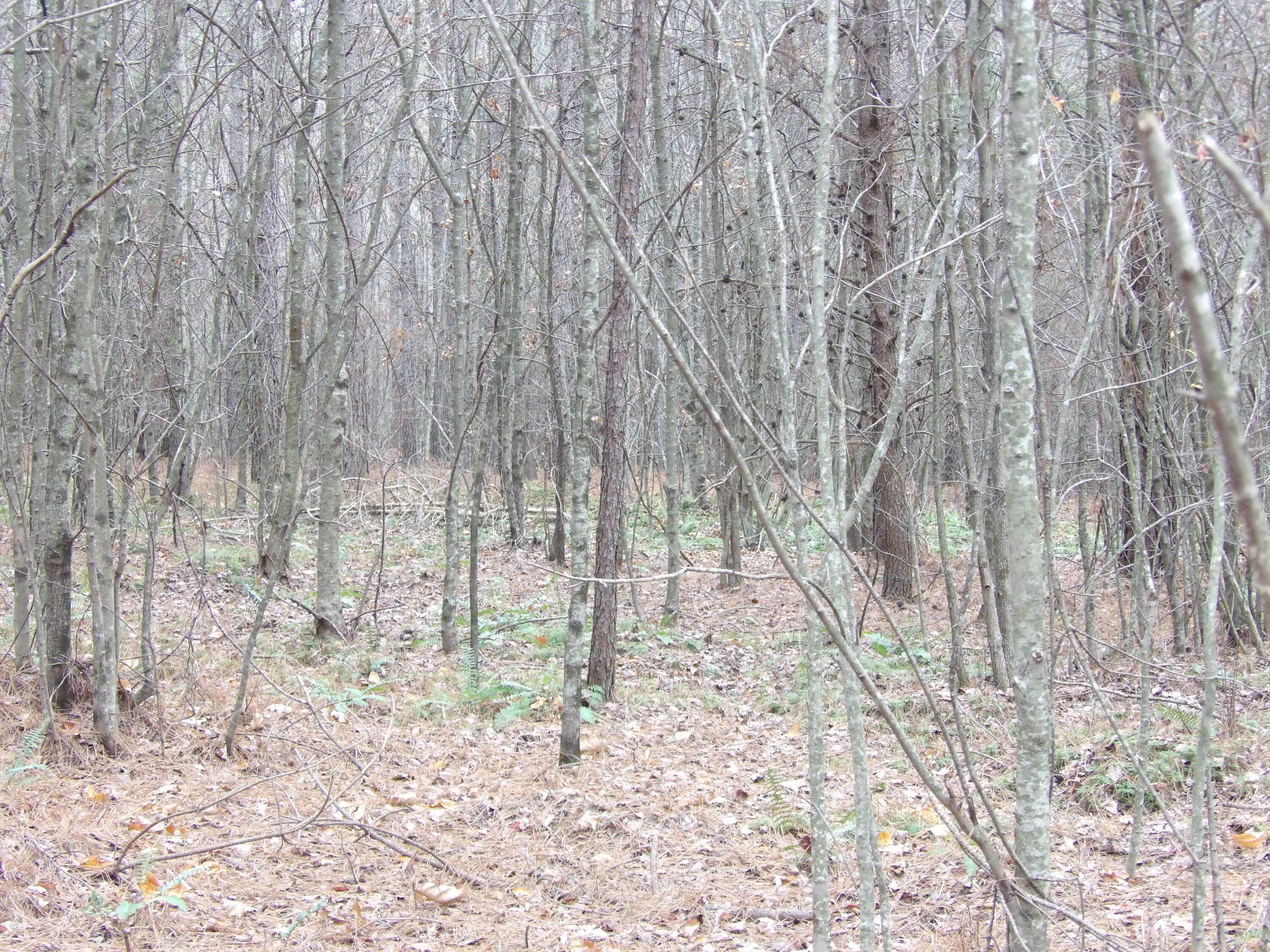 Lot 21 Summercity Road Property Photo 12