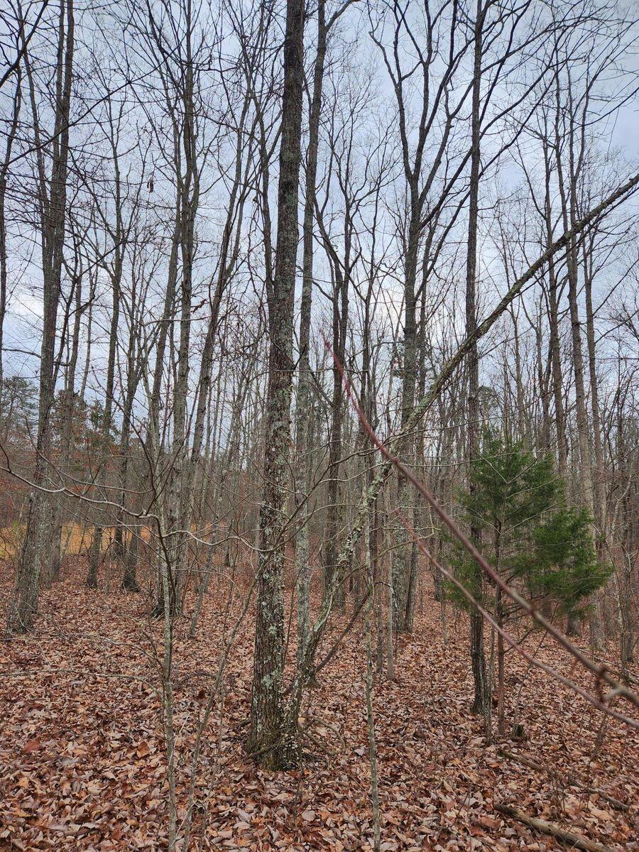 0 Wohalie Lane Property Photo 11