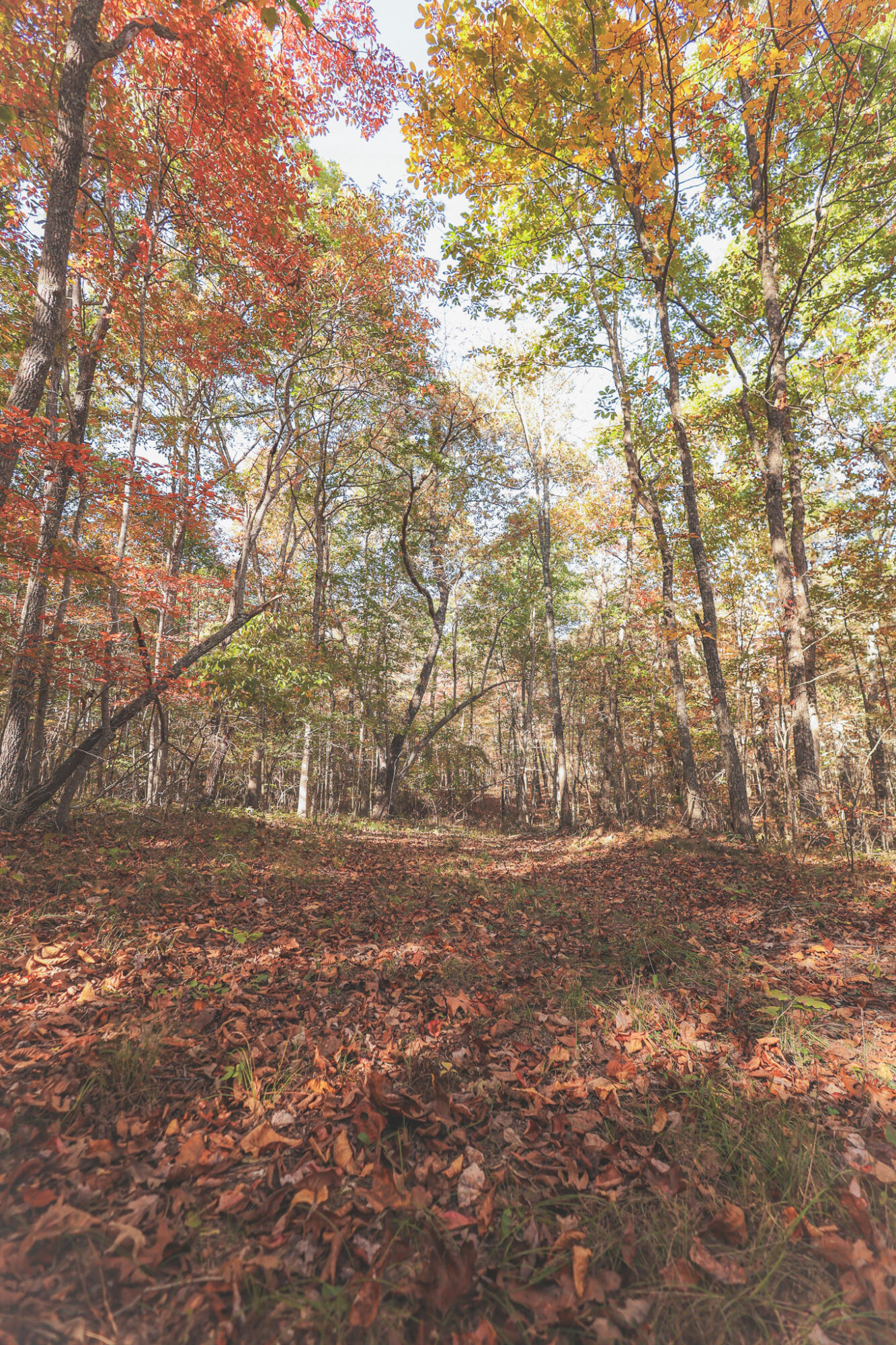 1047 Nelson Harrison Road Property Photo 14