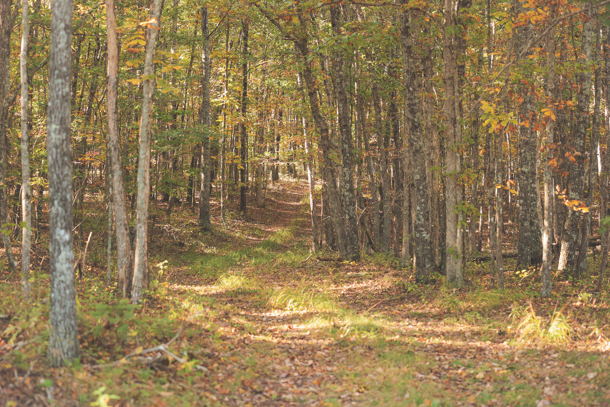 1047 Nelson Harrison Road Property Photo 27